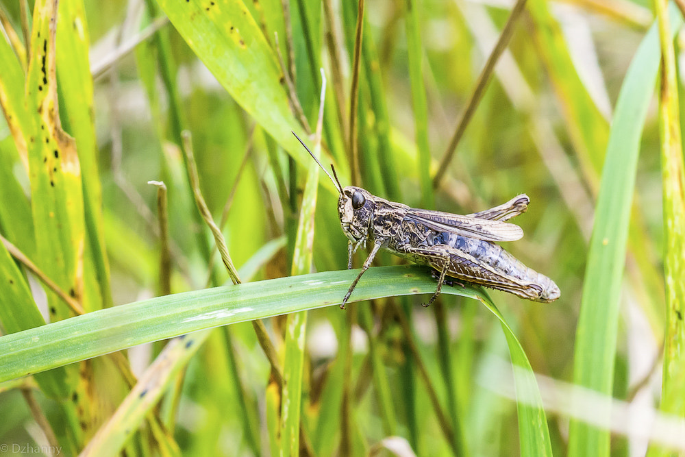 Nikon D7100 + Nikon AF Micro-Nikkor 60mm F2.8D sample photo