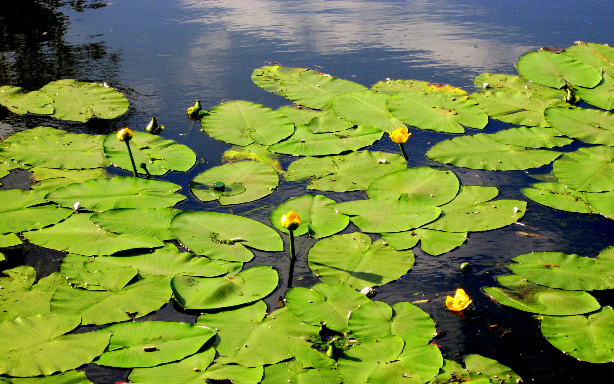 Canon PowerShot A3200 IS sample photo. Water lilies photography