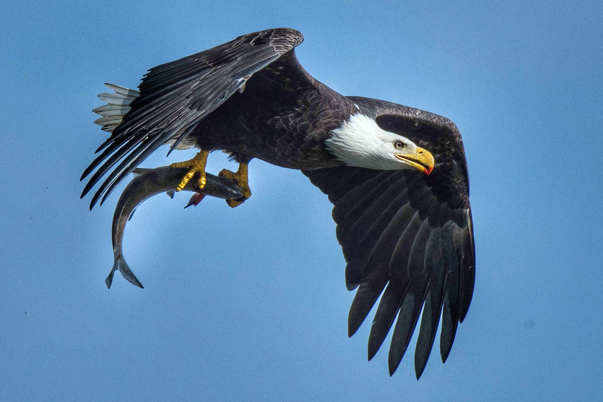 Canon EOS-1D X Mark II + Canon EF 200-400mm F4L IS USM Extender 1.4x sample photo. A bald eagle with its shad meal flies towards a tr ... photography