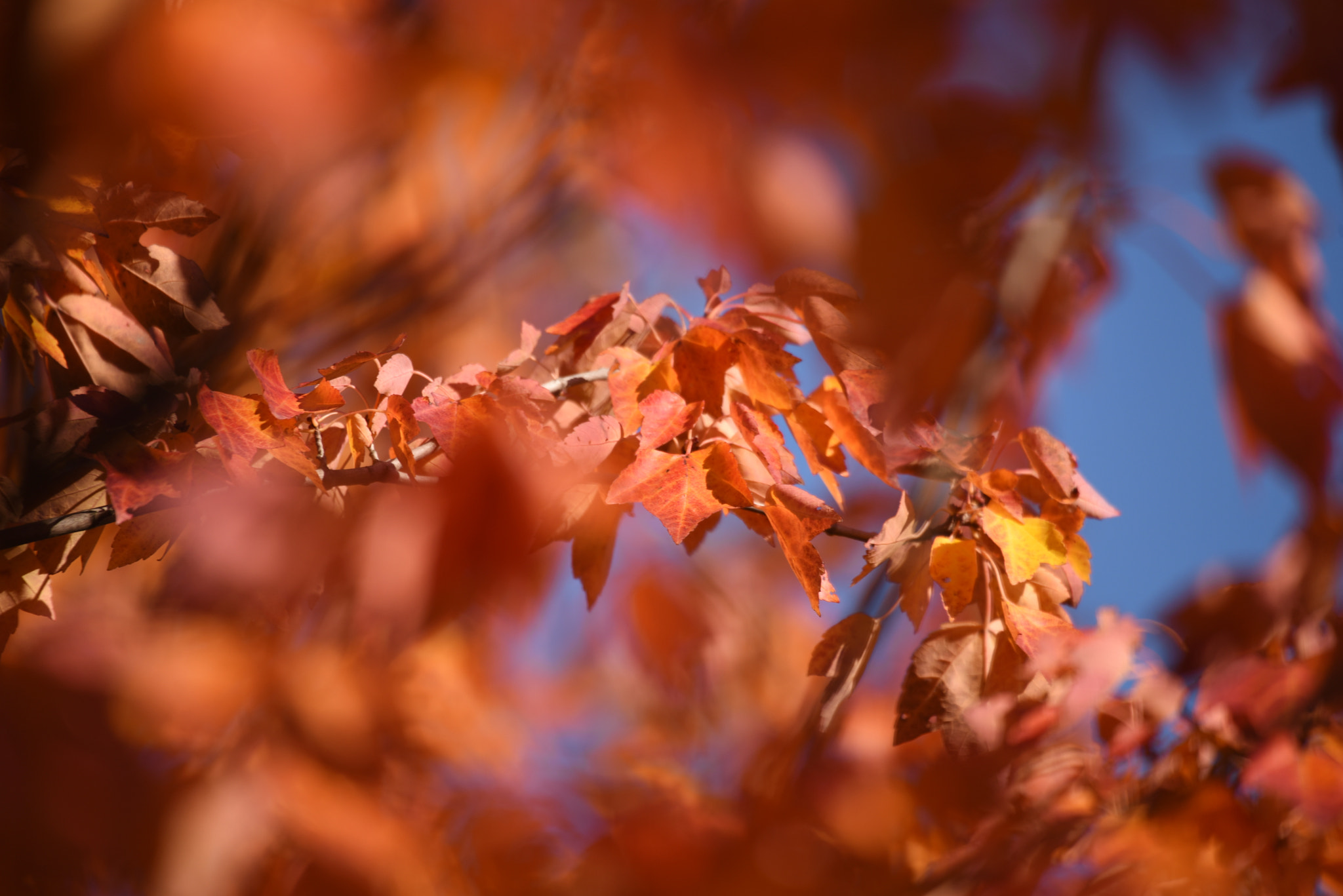 Sigma 50-500mm F4.5-6.3 DG OS HSM sample photo. Troyes 22 october 2016 007 photography