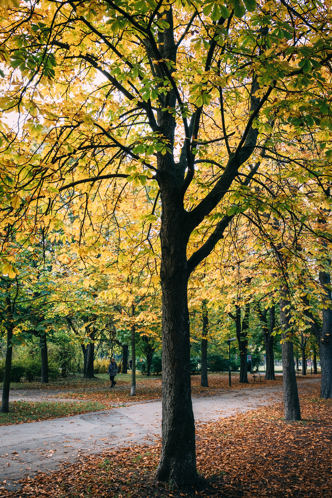 Sigma 18-35mm f/1.8 DC HSM sample photo. Autumn light photography