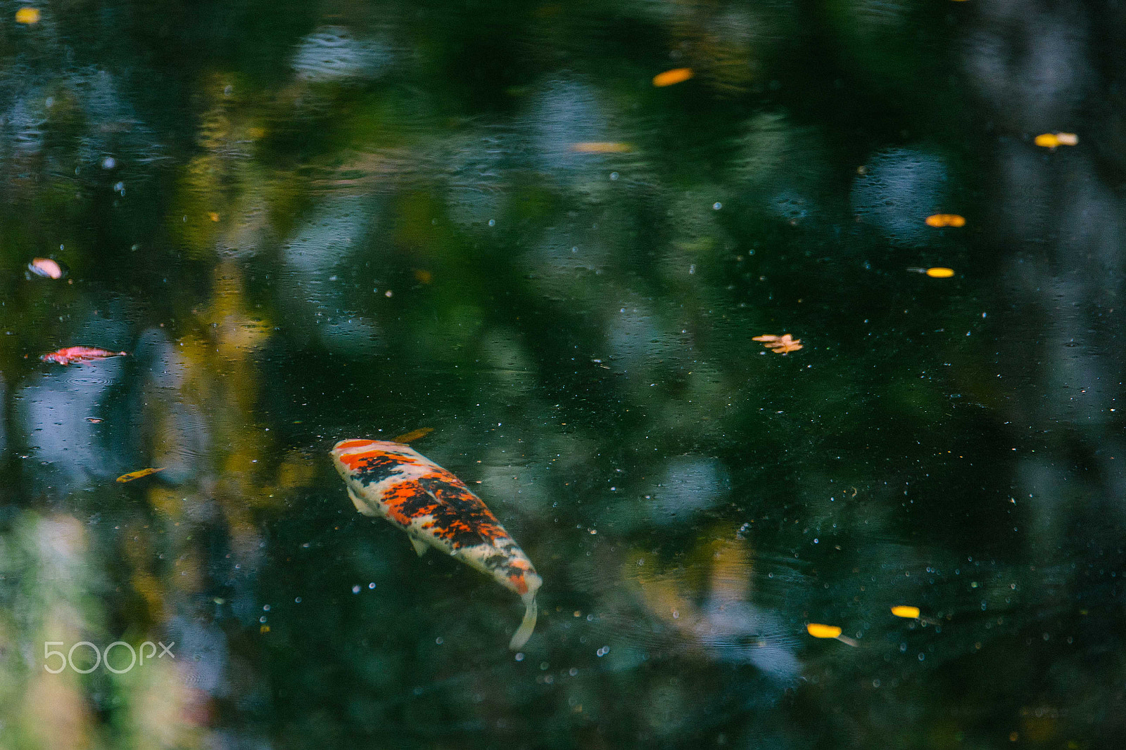 Sony a7R II sample photo. Fish photography