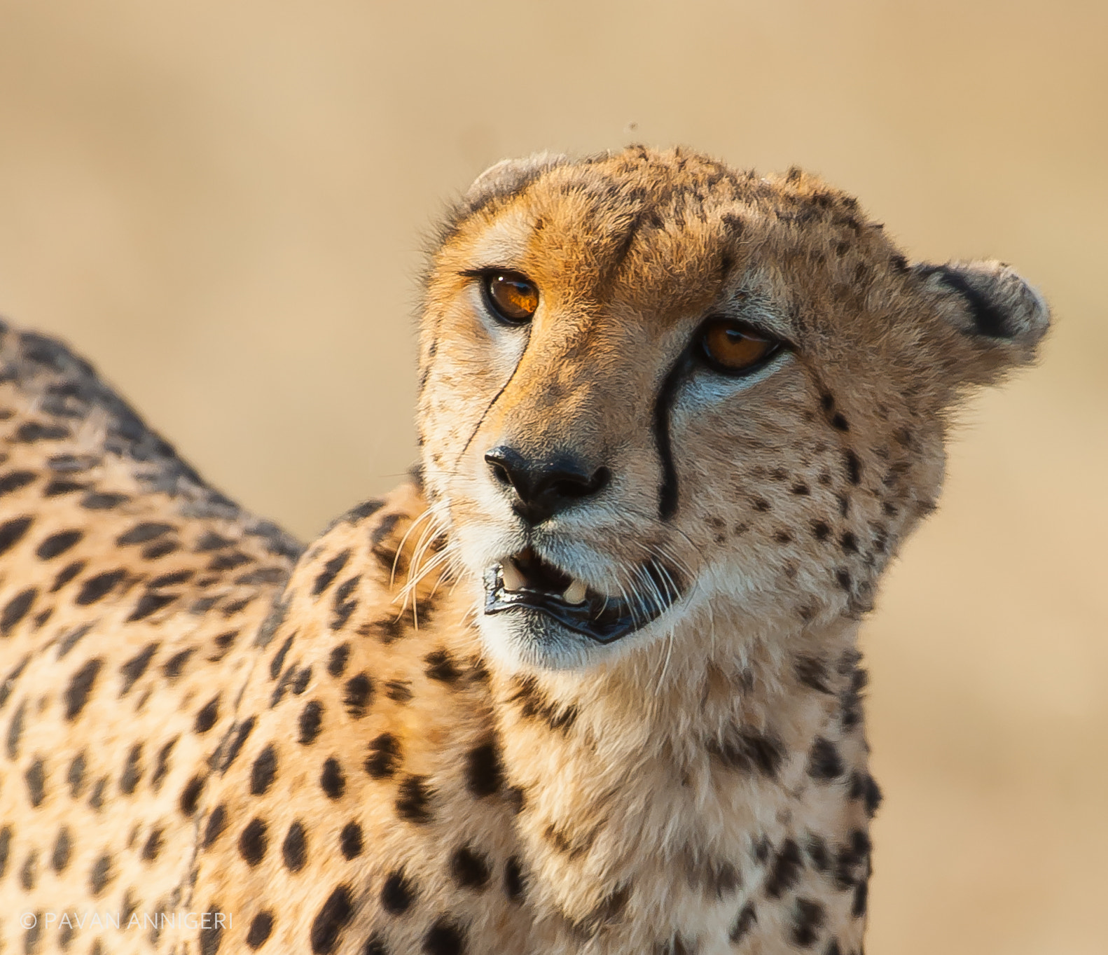Nikon D700 sample photo. Cheetah photography