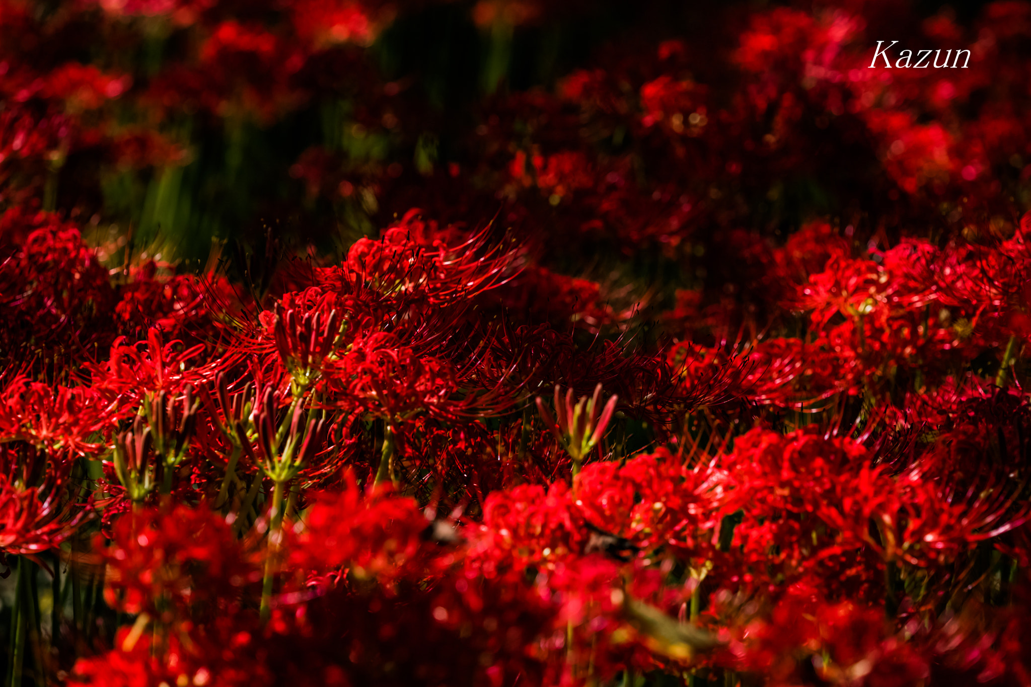 Canon EF 180mm F3.5L Macro USM sample photo. Amaryllis photography