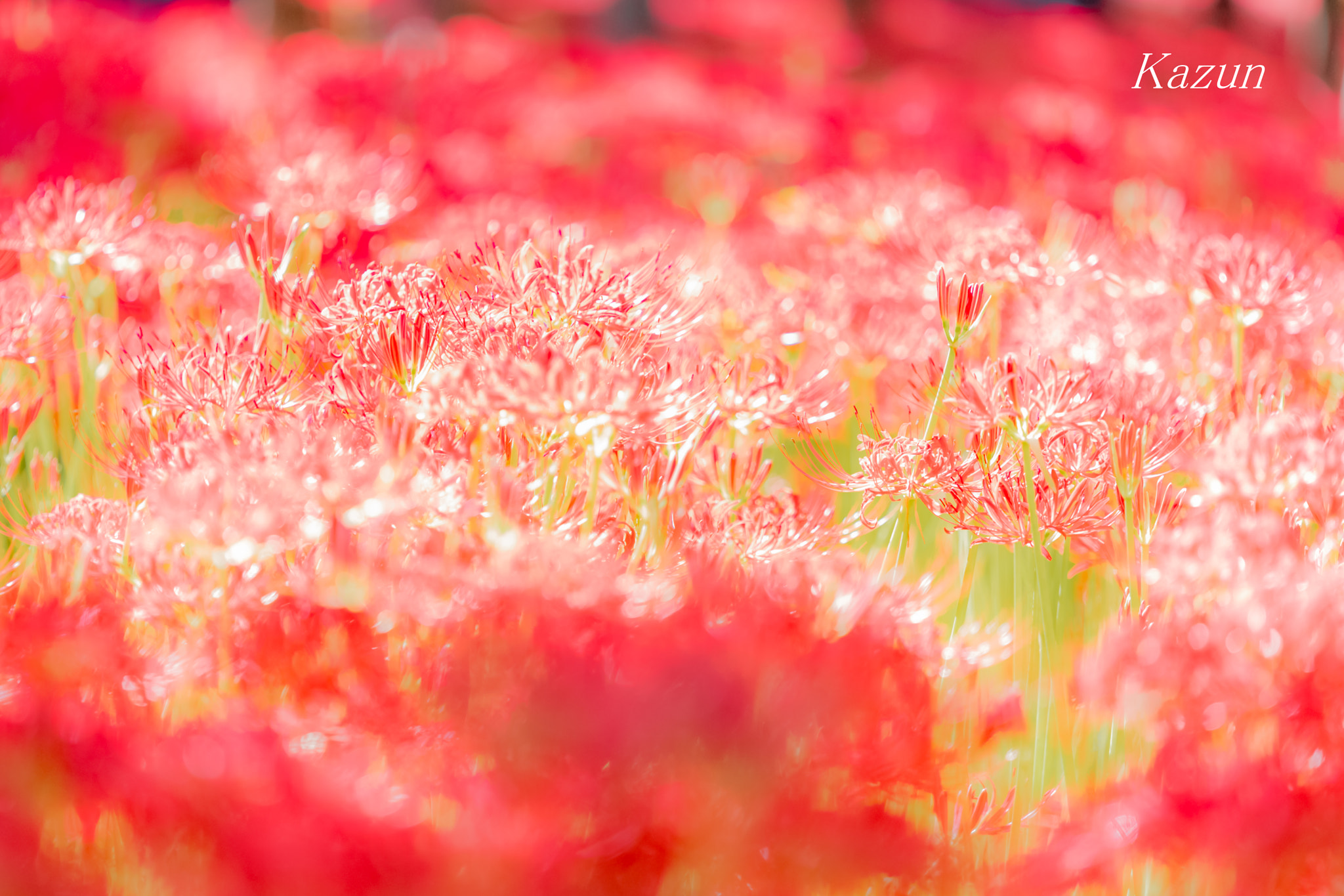 Canon EF 180mm F3.5L Macro USM sample photo. Pink party! photography