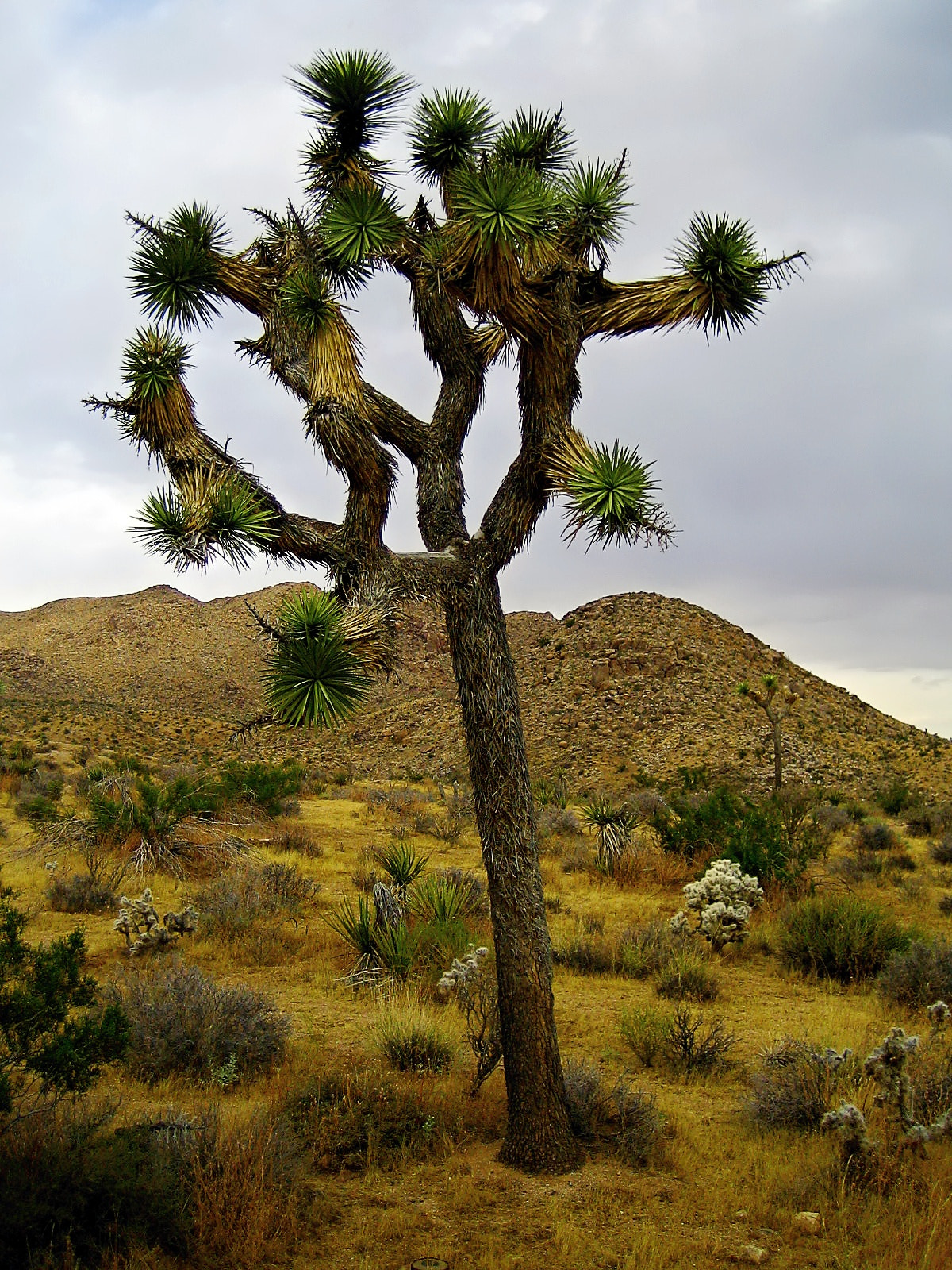 Canon POWERSHOT SD300 sample photo. Joshua tree photography