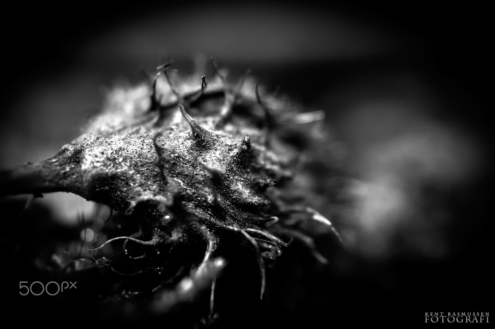 Sony DT 30mm F2.8 Macro SAM sample photo. Autumn photography