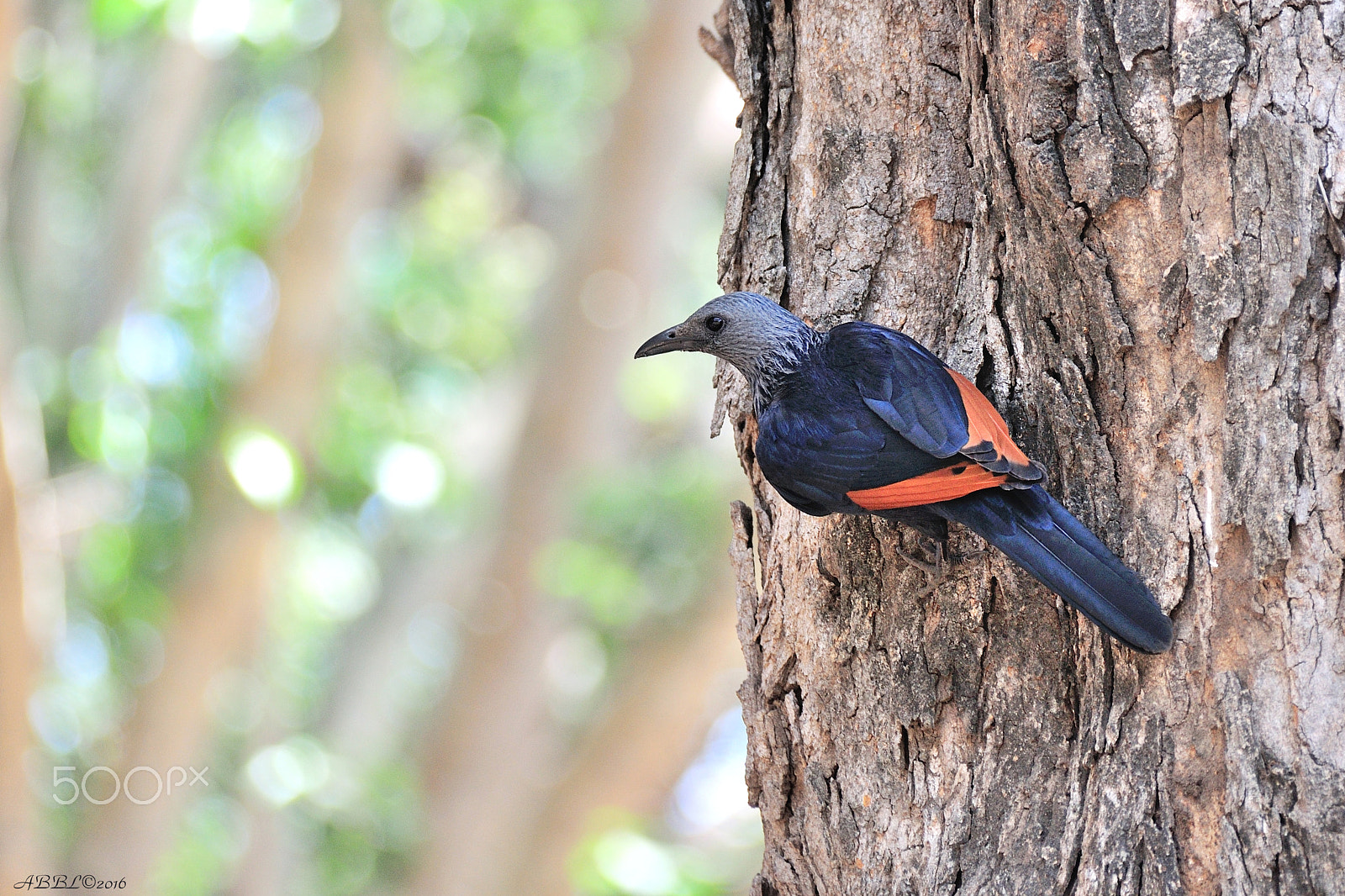 Nikon D90 sample photo. Red winged starling, female photography