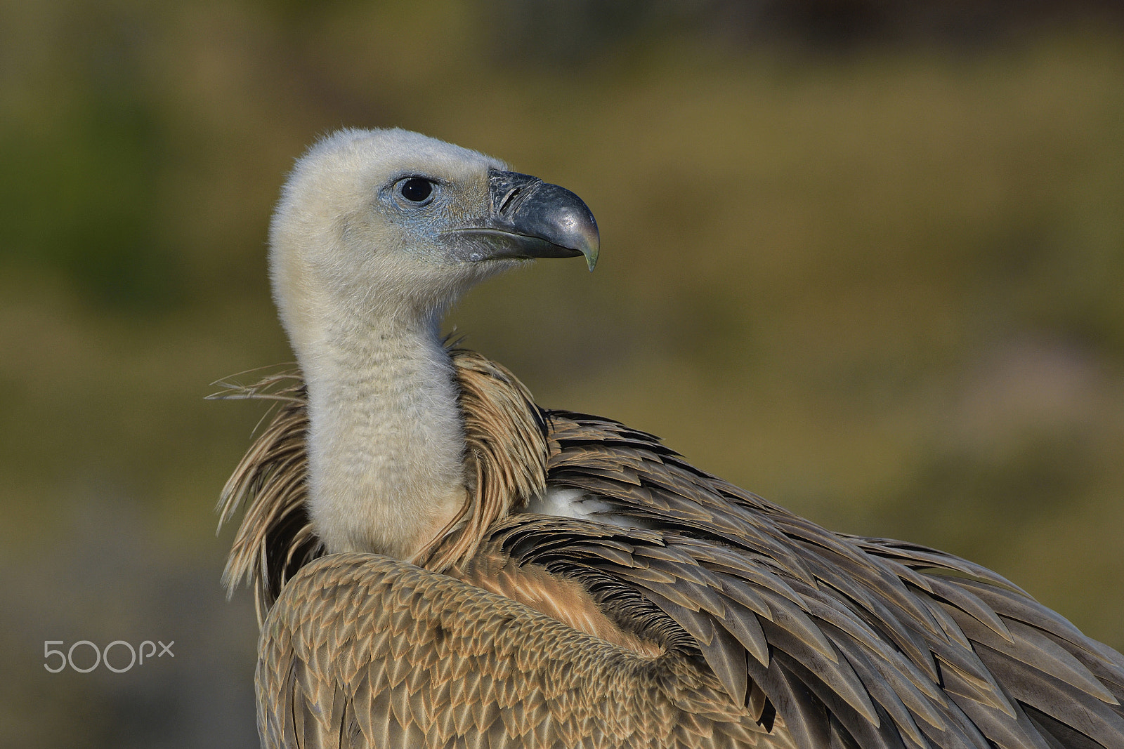 Nikon D7100 + Nikon AF-S Nikkor 500mm F4G ED VR sample photo. Juvenile griffon vulture photography