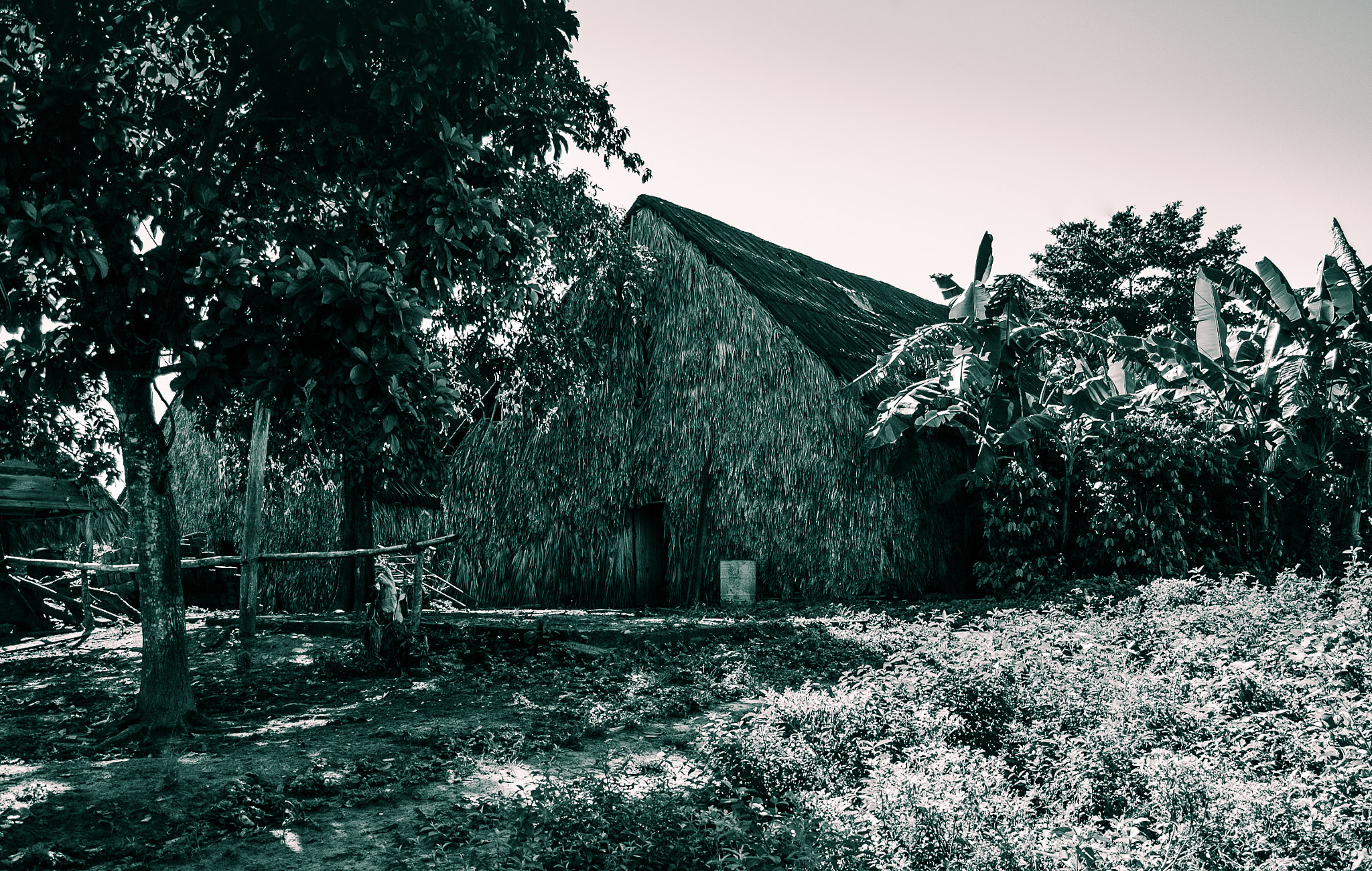 Nikon D70s sample photo. Tobacco farm photography
