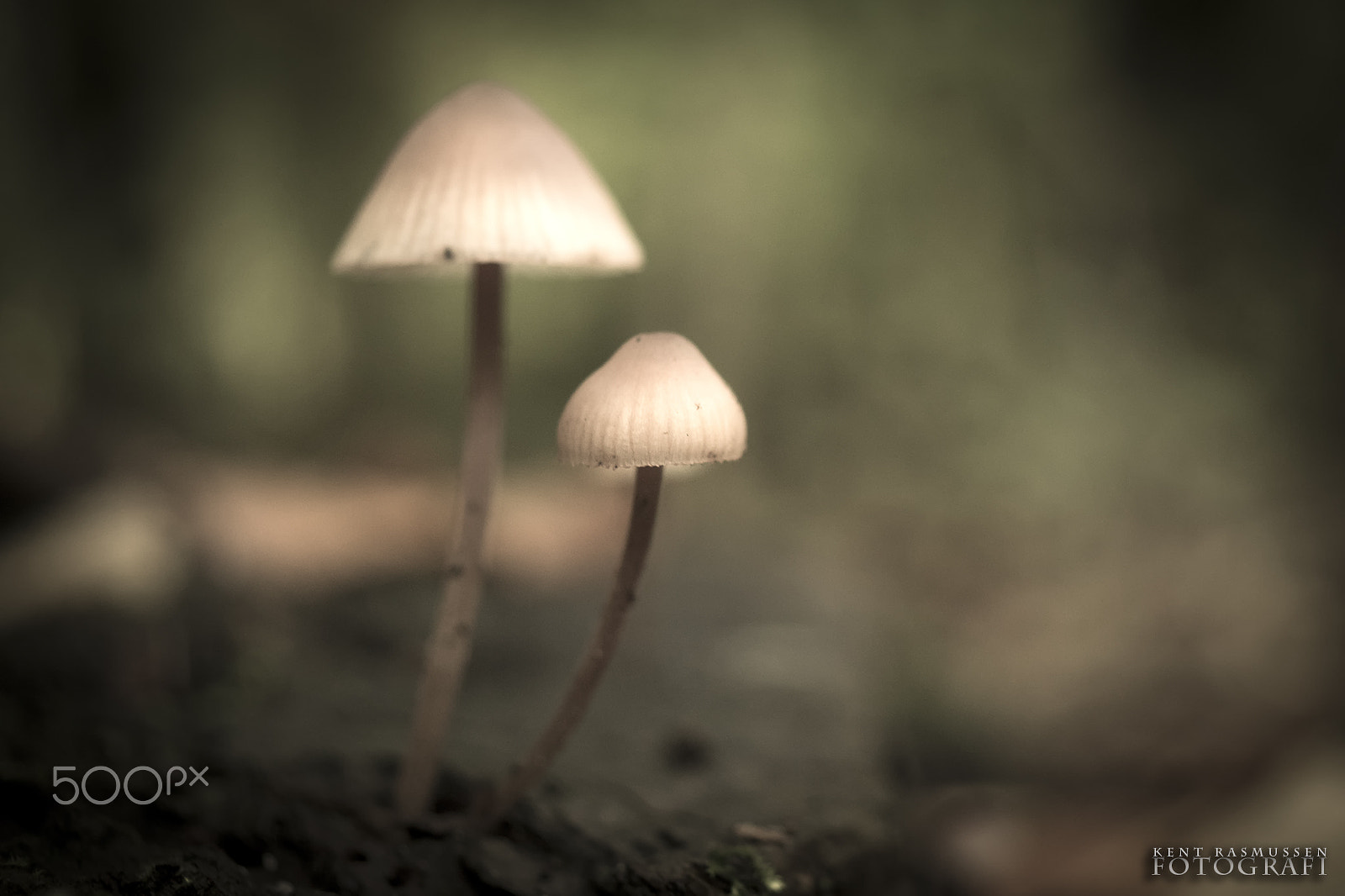 Sony DT 30mm F2.8 Macro SAM sample photo. Lights in autumn photography