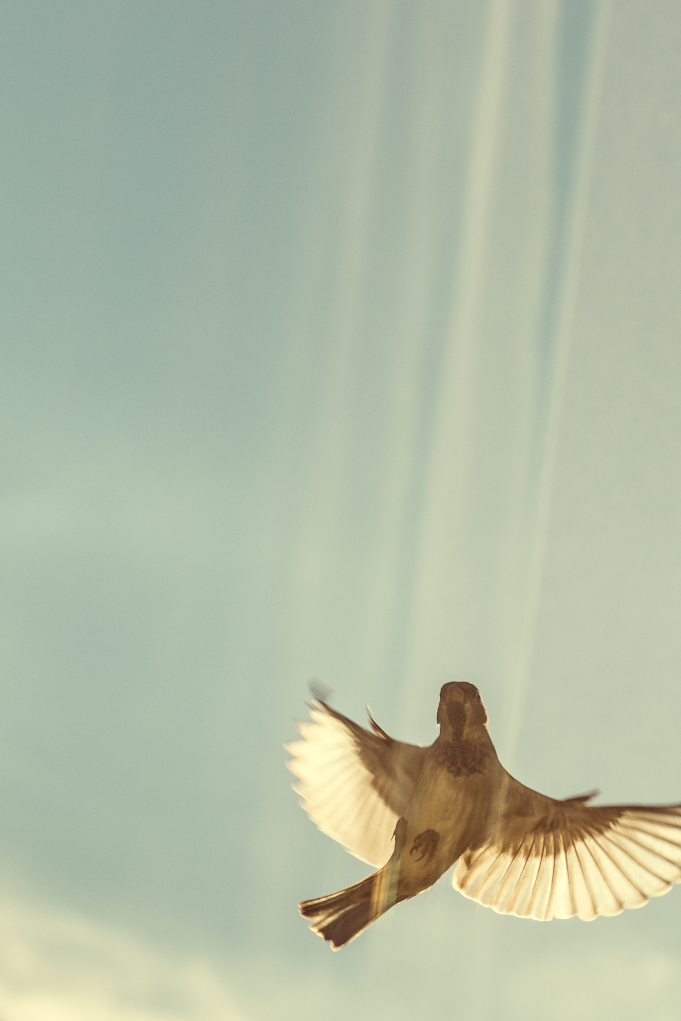 Canon EF 100mm F2.8 Macro USM sample photo. Flying photography