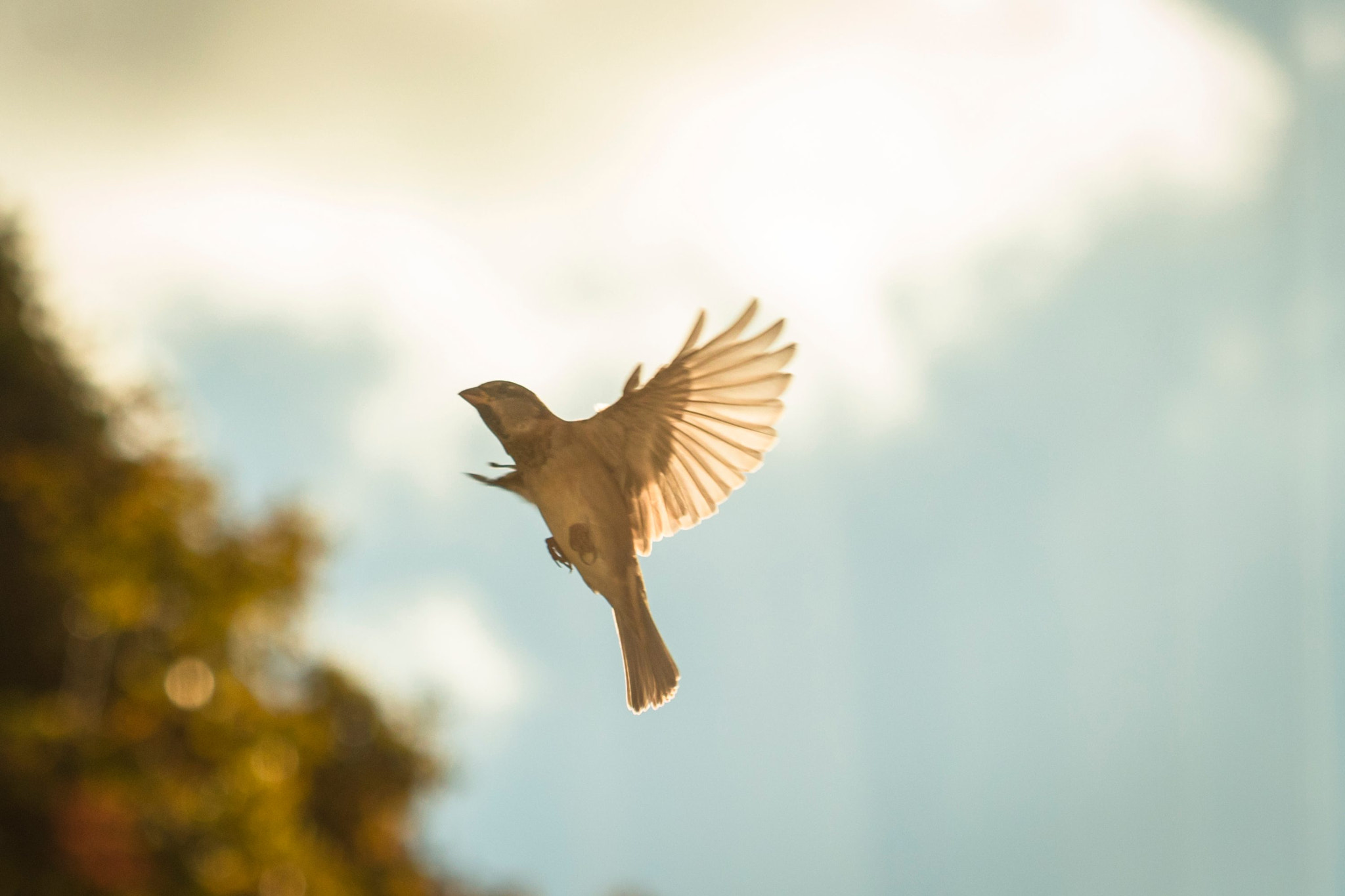 Canon EF 100mm F2.8 Macro USM sample photo. L'envol photography