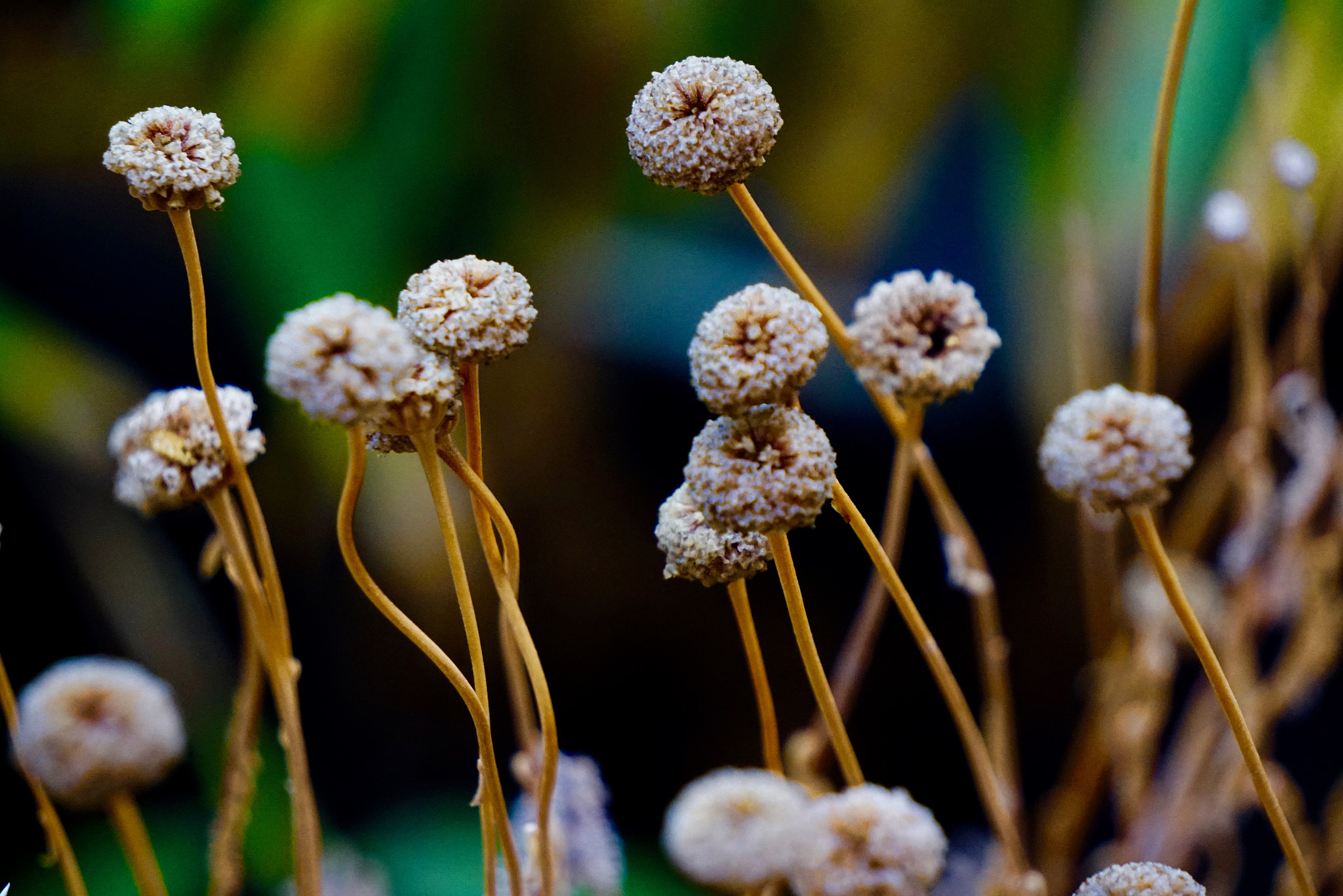 Sony E 55-210mm F4.5-6.3 OSS sample photo. Flors botonet photography