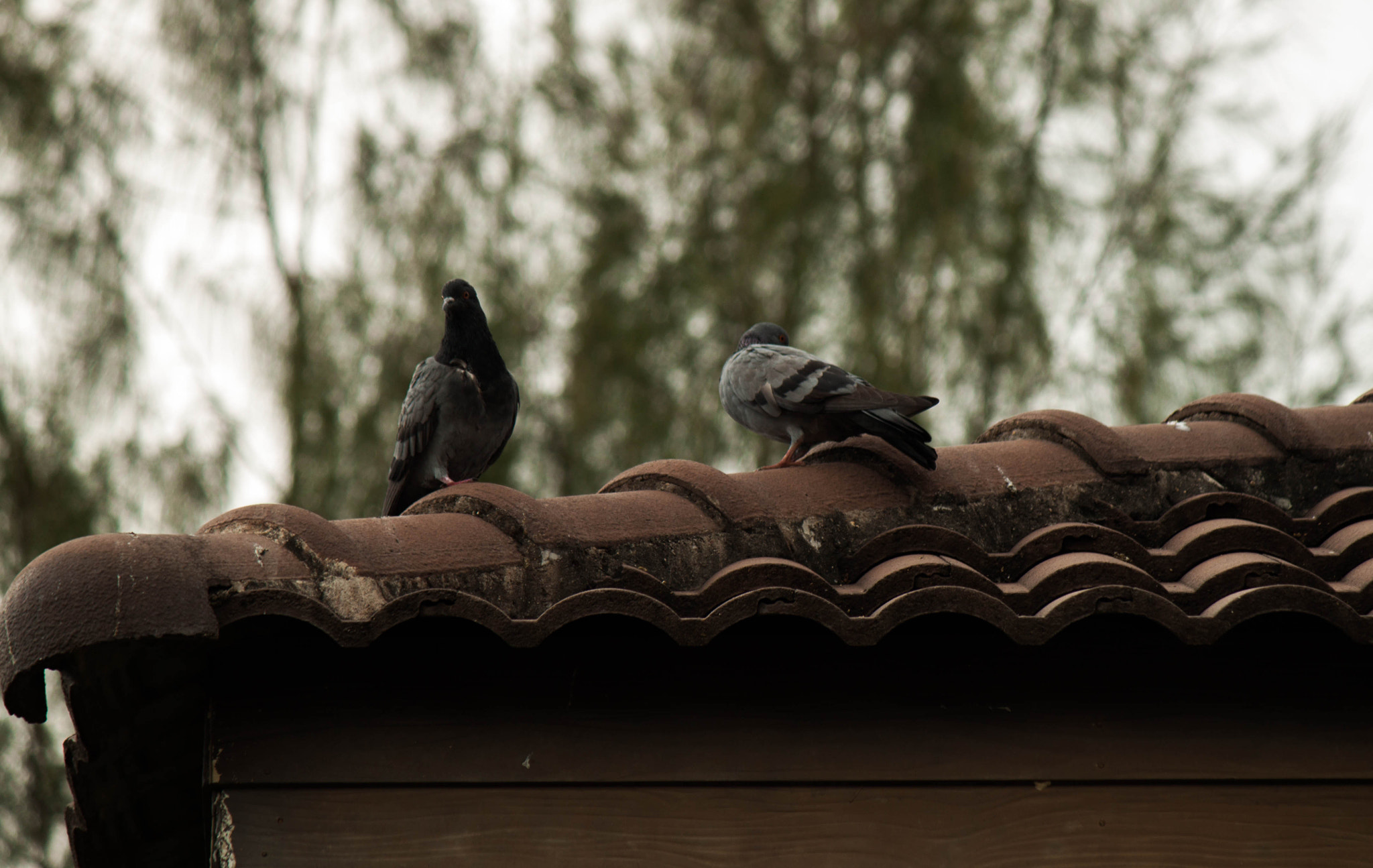 Canon EF-S 55-250mm F4-5.6 IS II sample photo. 07-3 photography