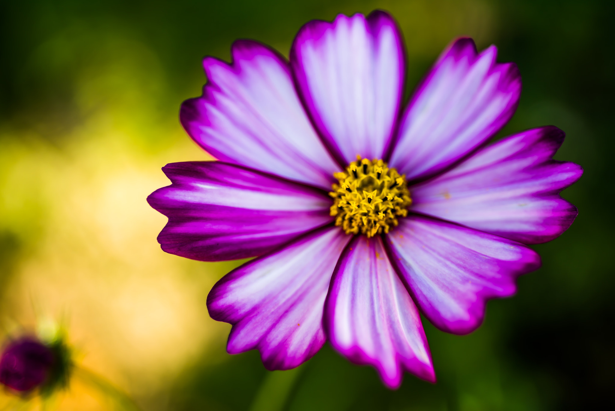 Nikon D810 + Nikon AF Micro-Nikkor 60mm F2.8D sample photo. A cosmos photography