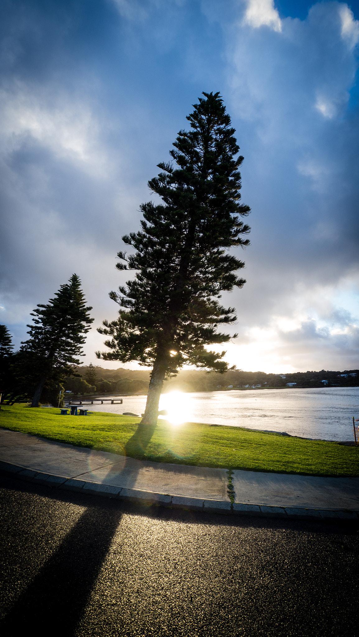 Olympus OM-D E-M10 + OLYMPUS M.9-18mm F4.0-5.6 sample photo. Afternoon light with pine photography