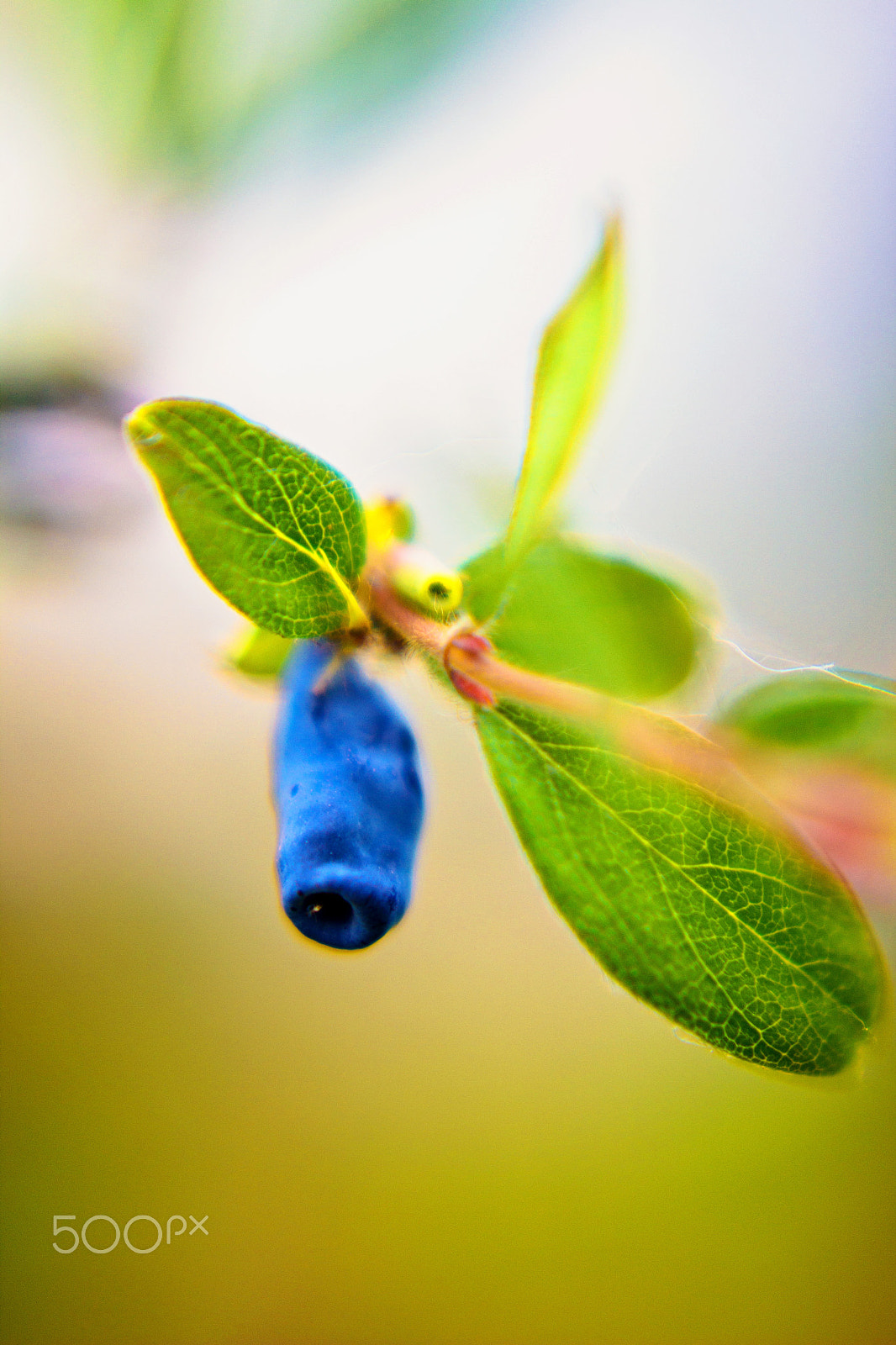 Sigma 50mm F1.4 EX DG HSM sample photo. Berry honeysuckle photography