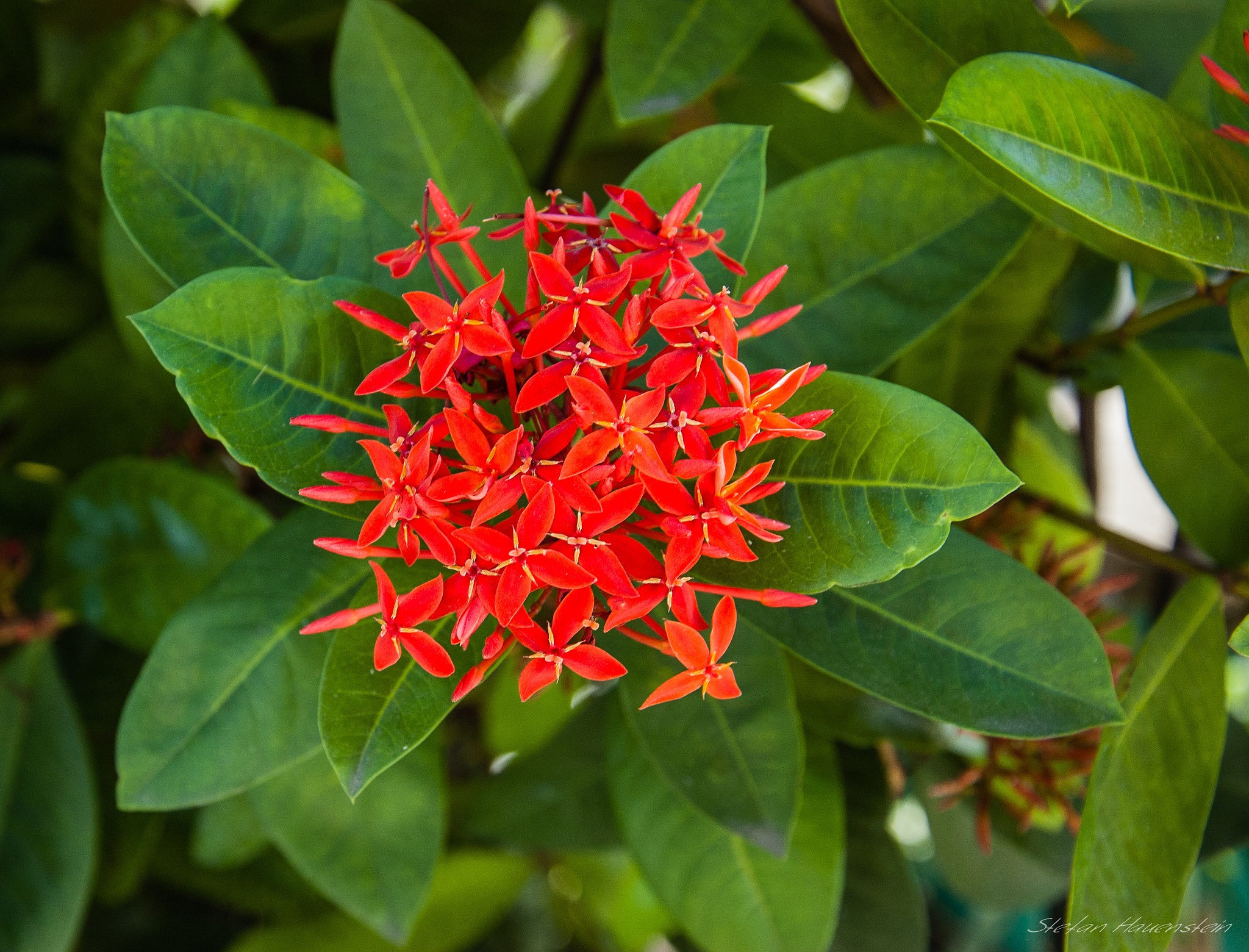 Nikon D70s sample photo. Beautiful flower photography