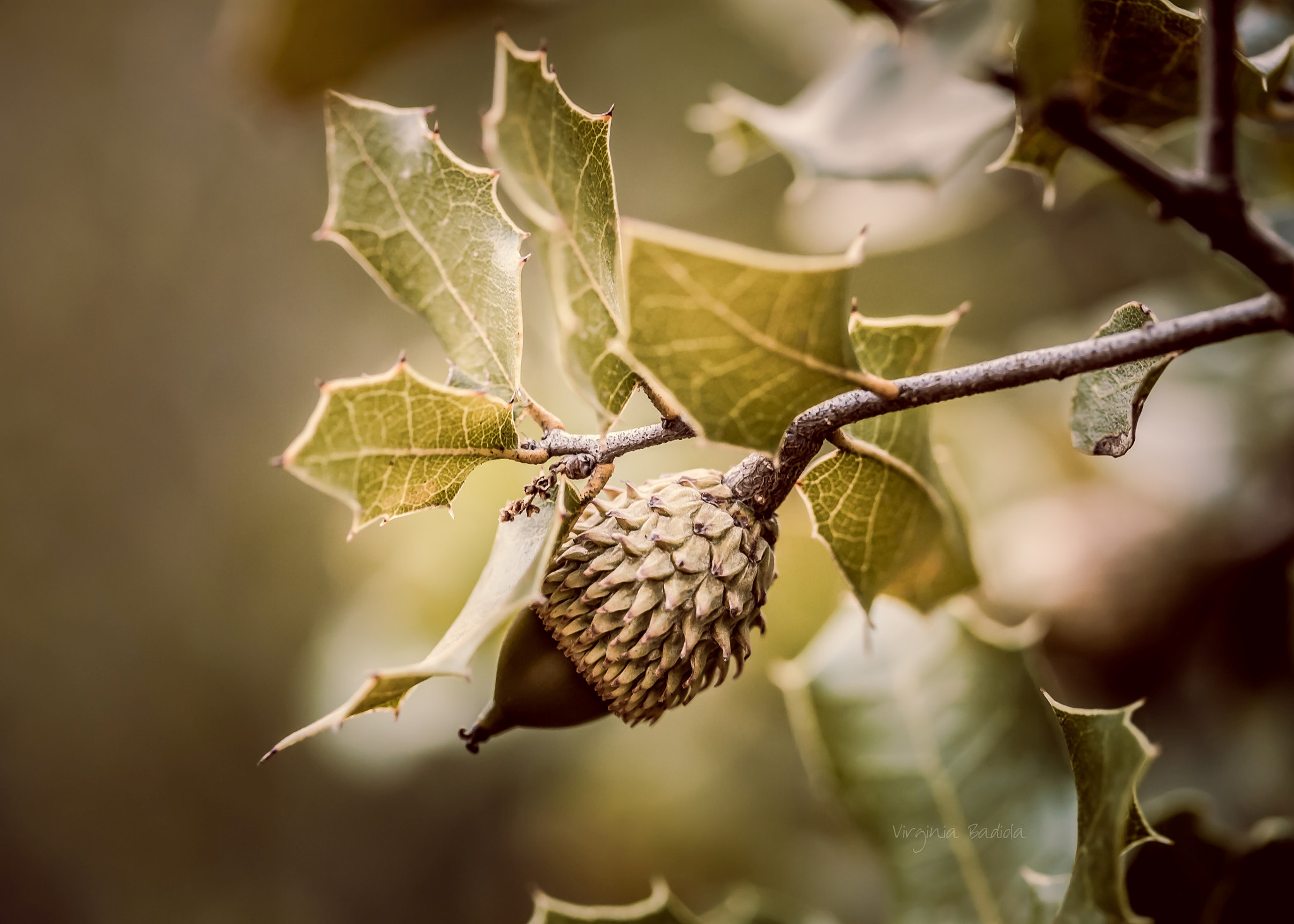 Canon EF-S 60mm F2.8 Macro USM sample photo. *** photography