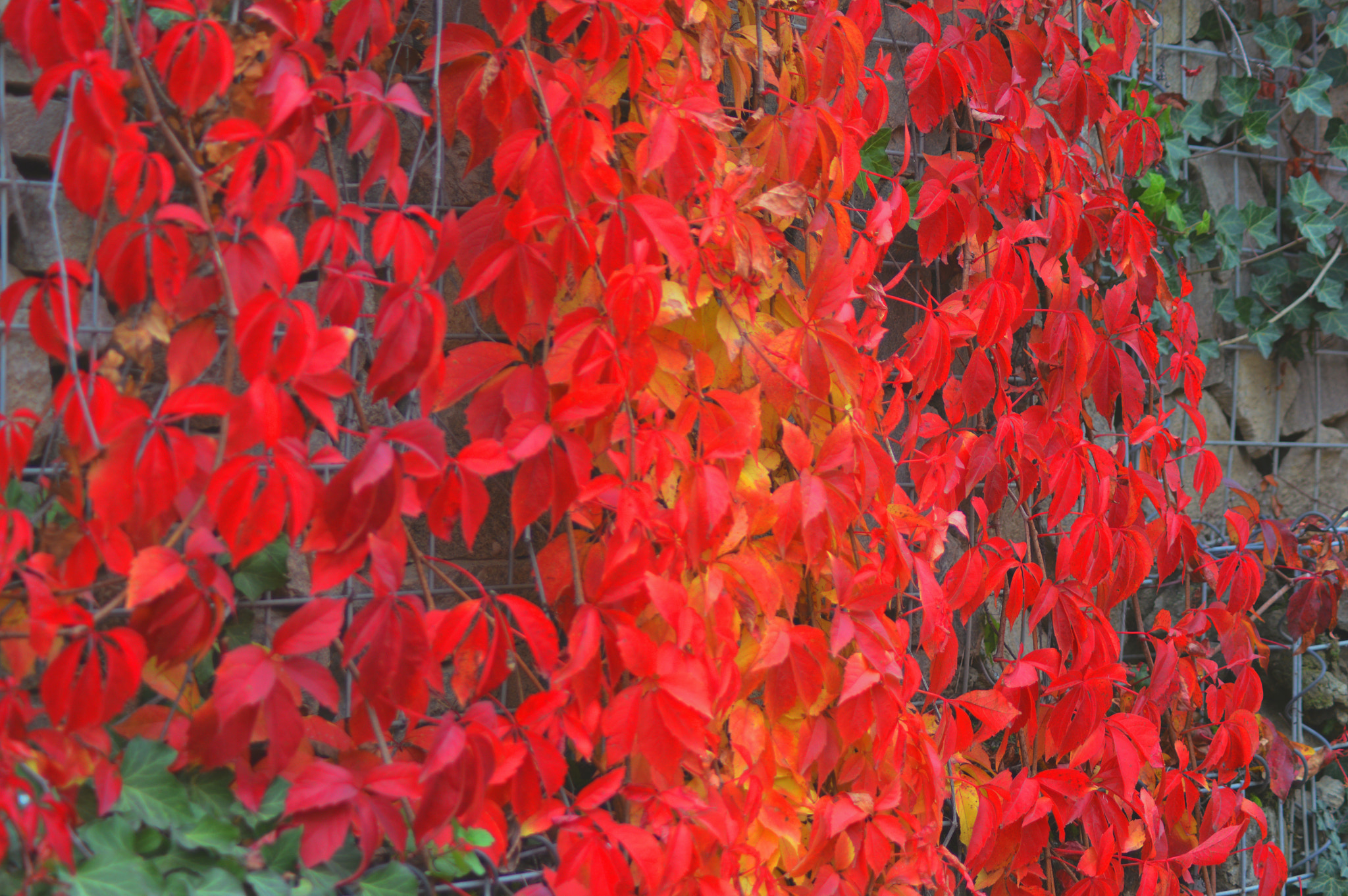 Nikon AF Nikkor 70-300mm F4-5.6G sample photo. Colors of autumn photography