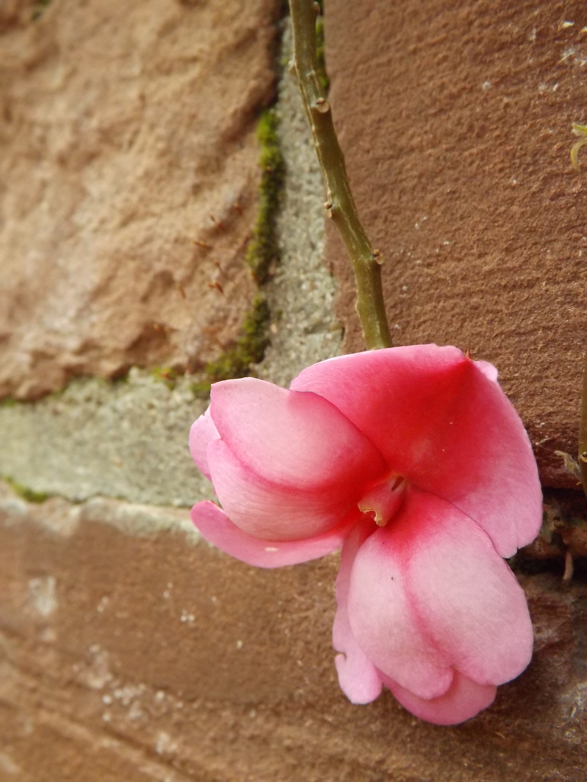 Fujifilm FinePix SL245 sample photo. Pink beauty on a wall photography