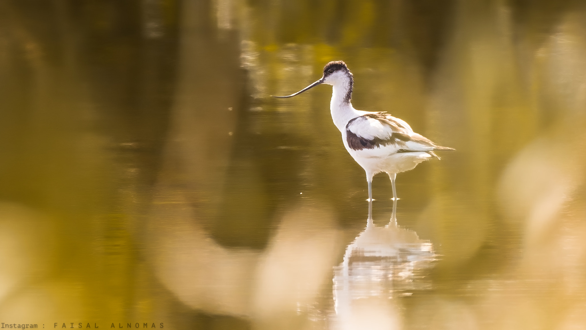 Canon EOS 7D Mark II + Canon EF 800mm F5.6L IS USM sample photo. Pied avocet photography