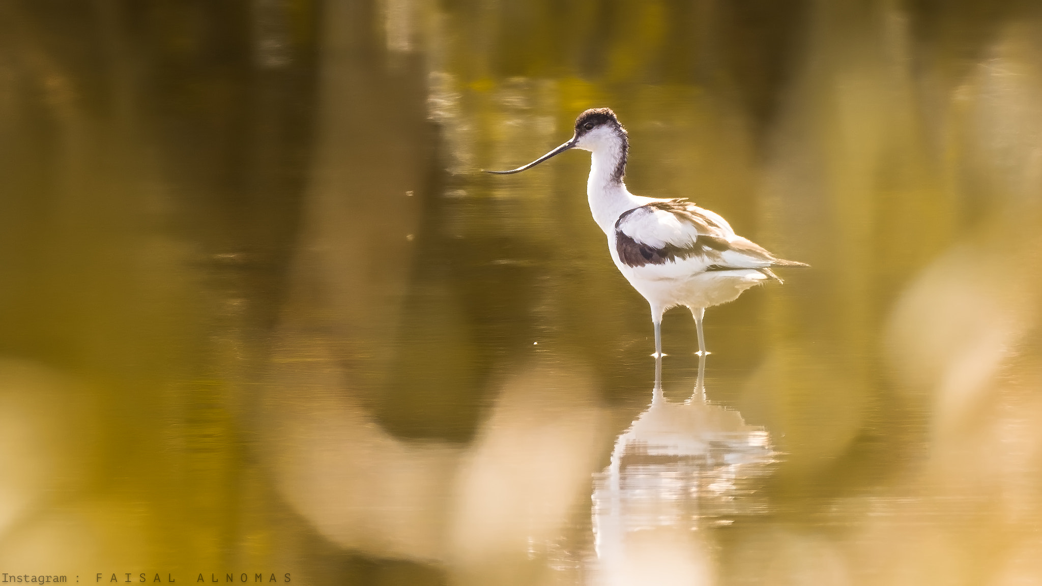Canon EF 800mm F5.6L IS USM sample photo. Pied avocet photography