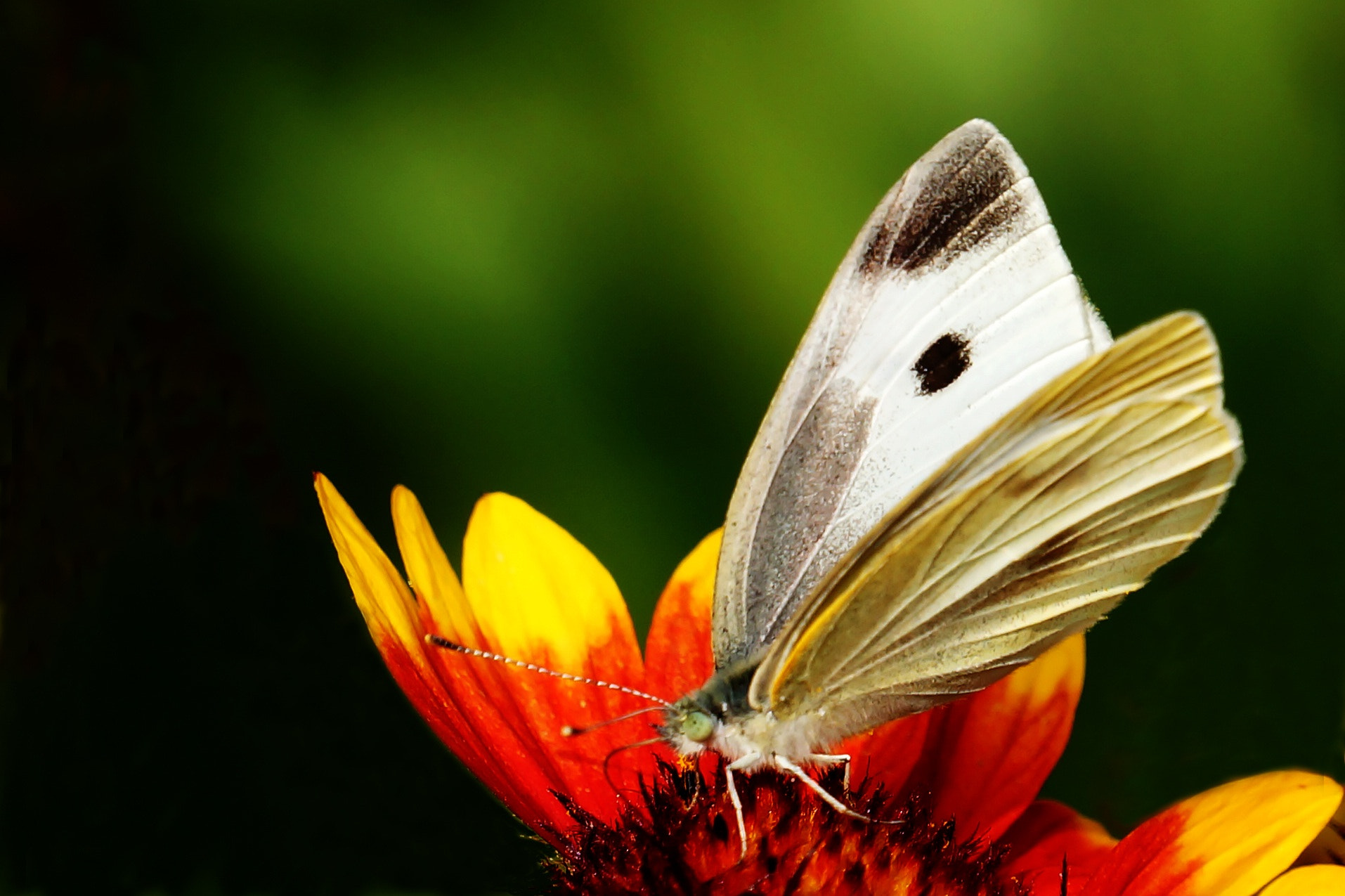 Sony E 18-200mm F3.5-6.3 OSS sample photo. White butterfly photography