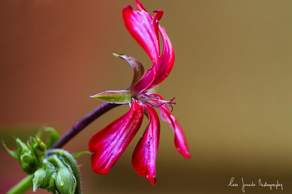 Canon EOS 7D + Tamron SP AF 90mm F2.8 Di Macro sample photo. Geranio photography