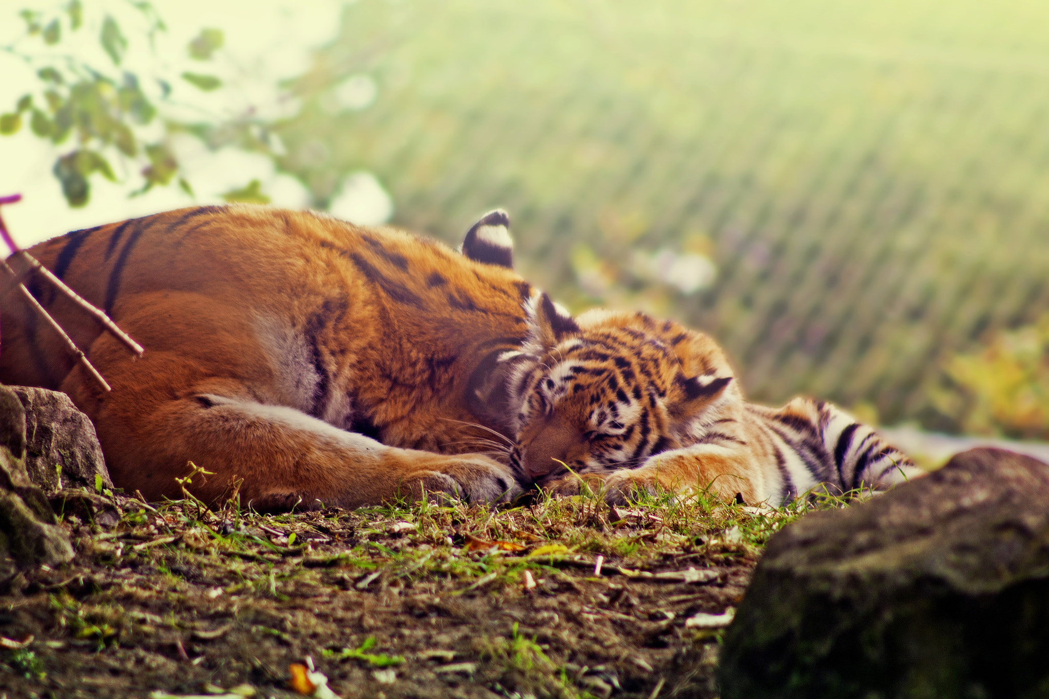 EF75-300mm f/4-5.6 sample photo. Tiger cub love photography