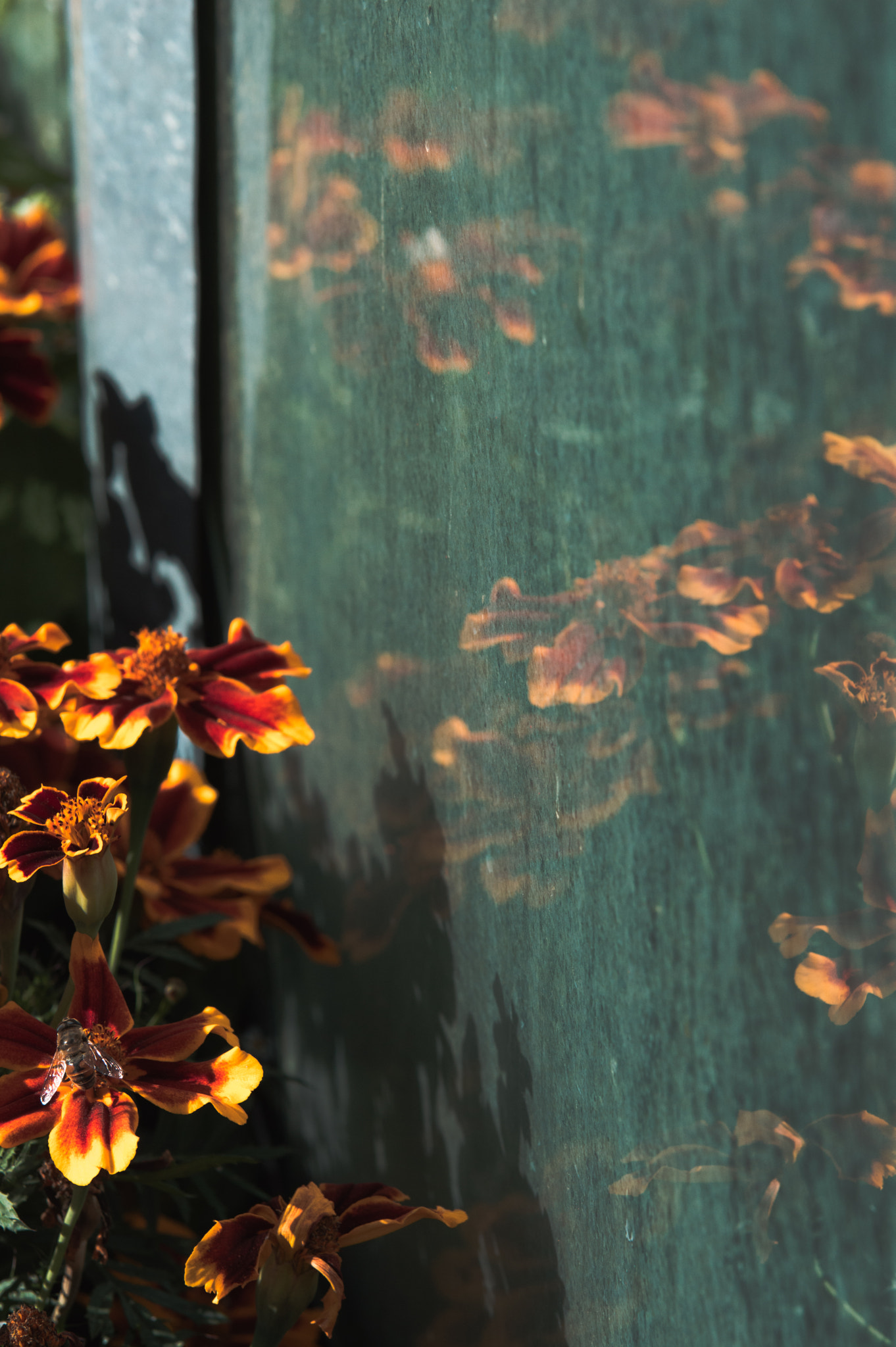 Nikon D3200 sample photo. Reflectoflowers photography