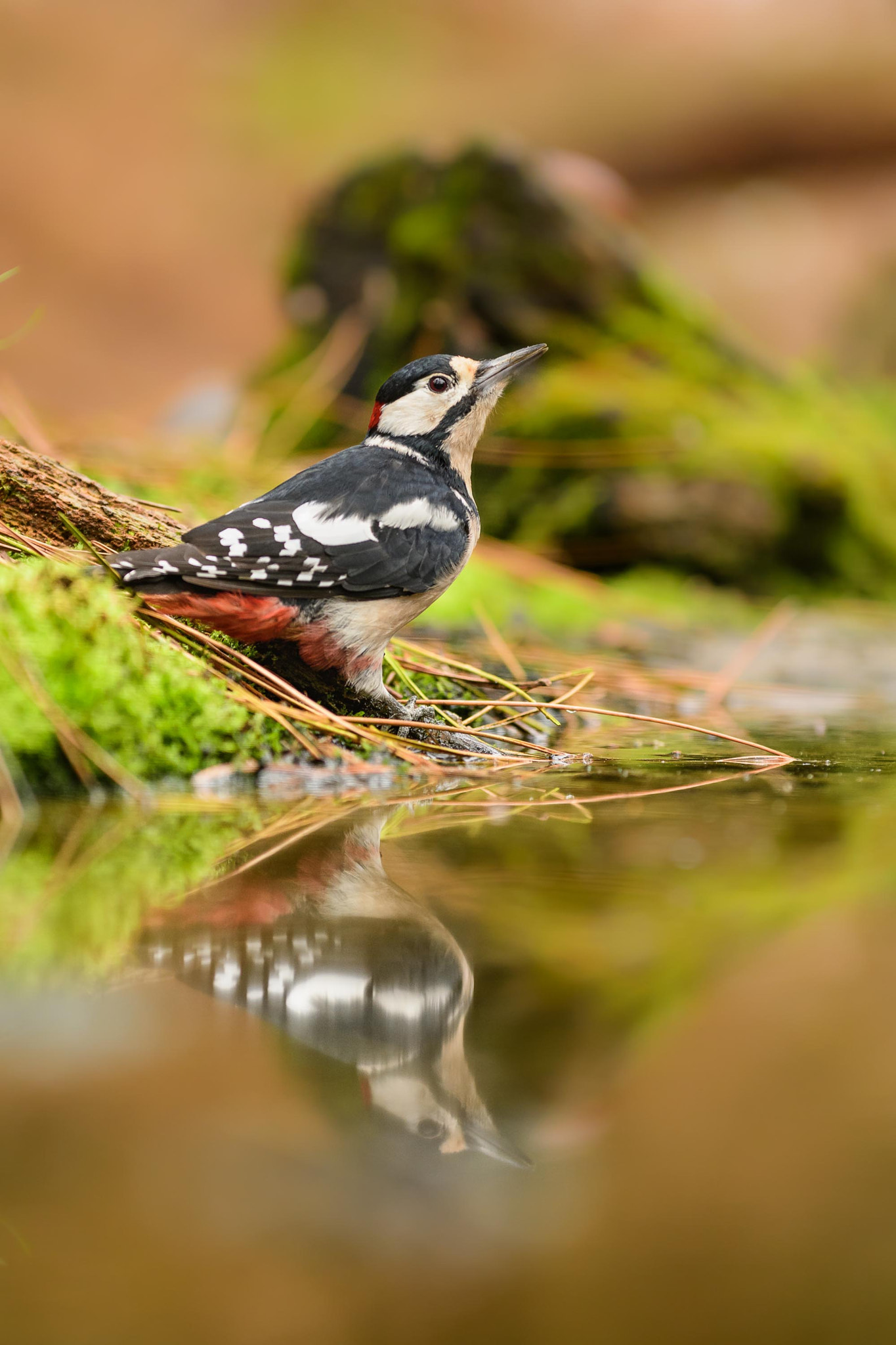Nikon D500 sample photo. Woodpecker woodpecker photography