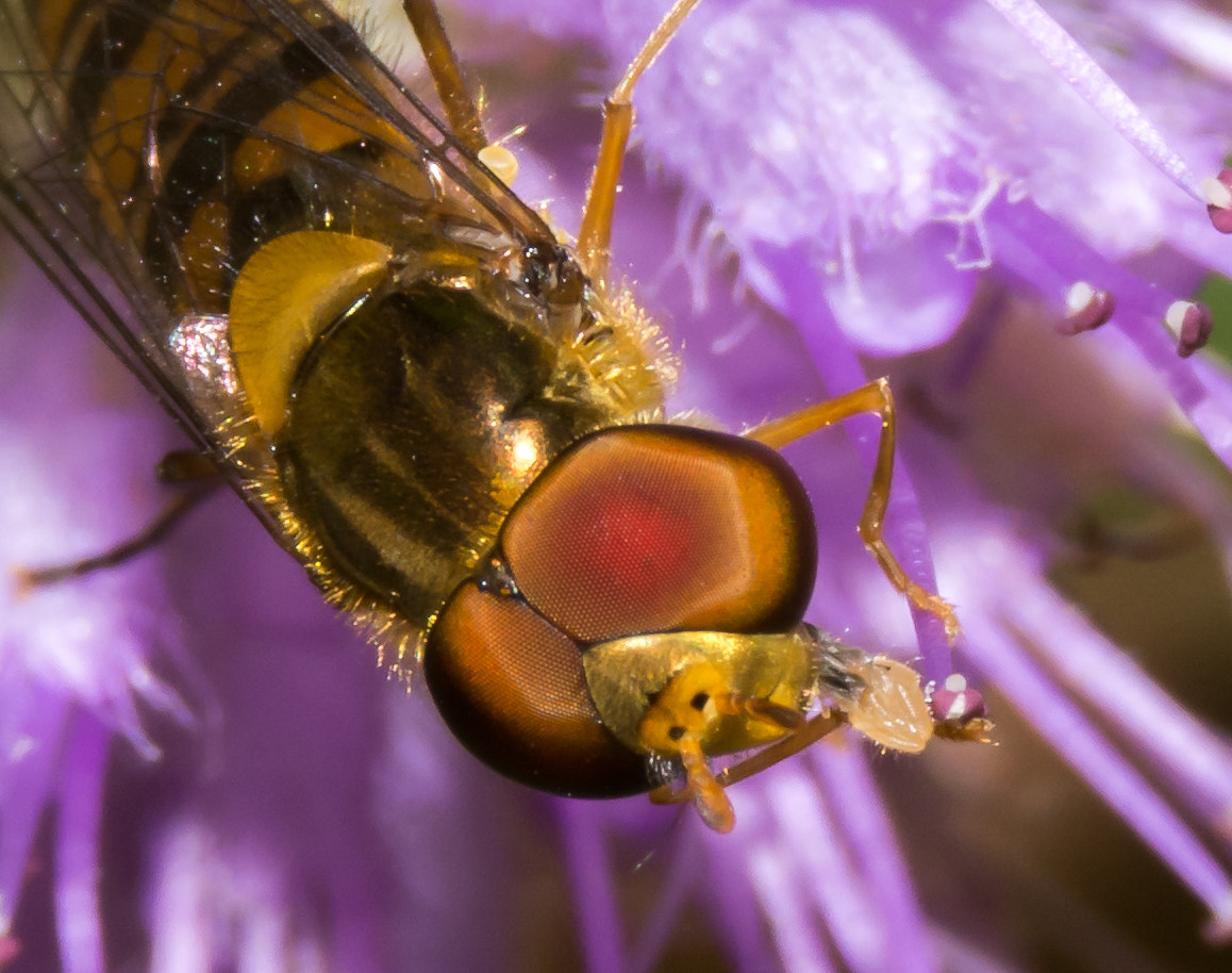 Sigma 70-200mm F2.8 EX DG OS HSM sample photo. Fly photography