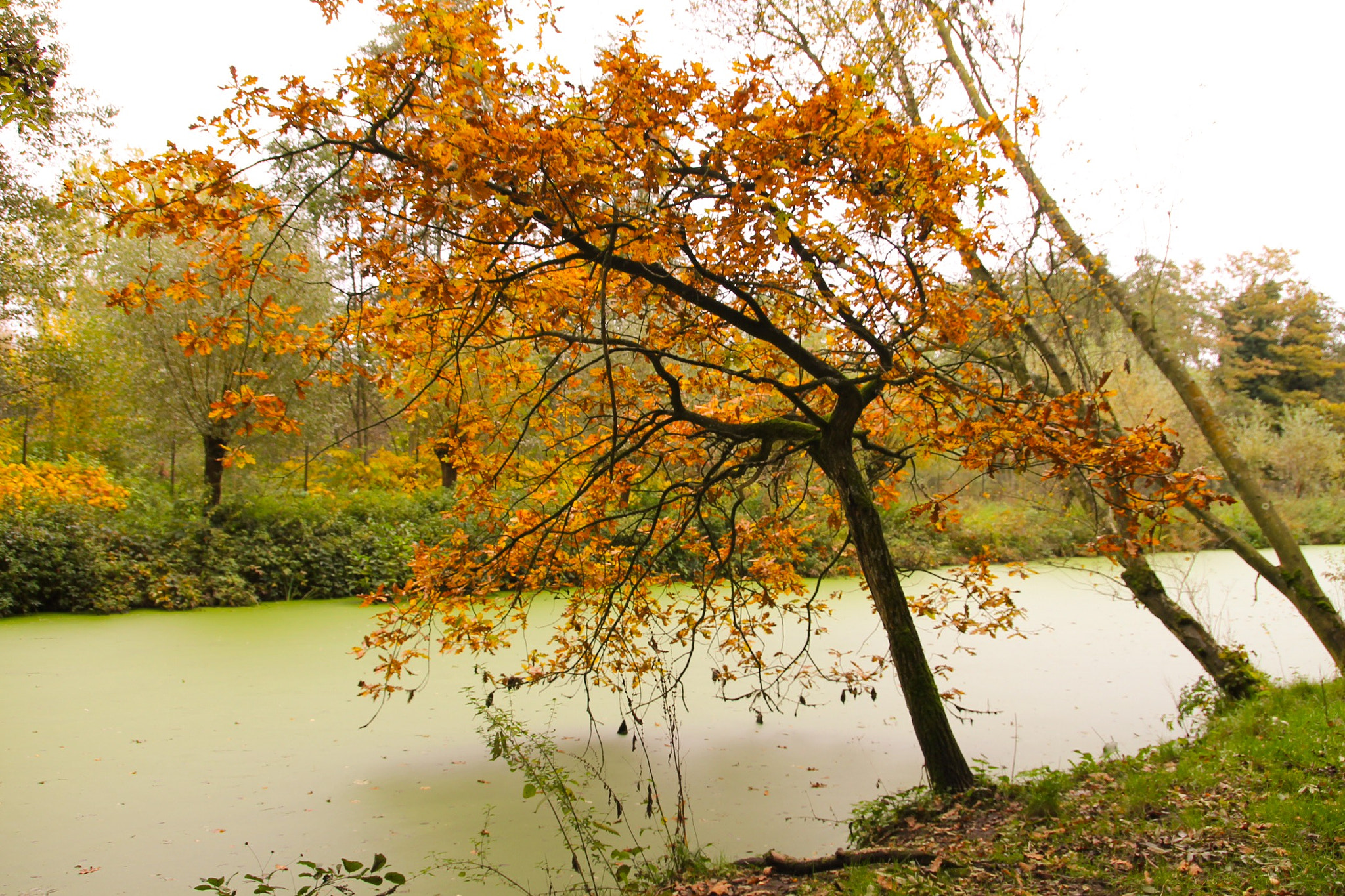 Canon 18-250mm sample photo
