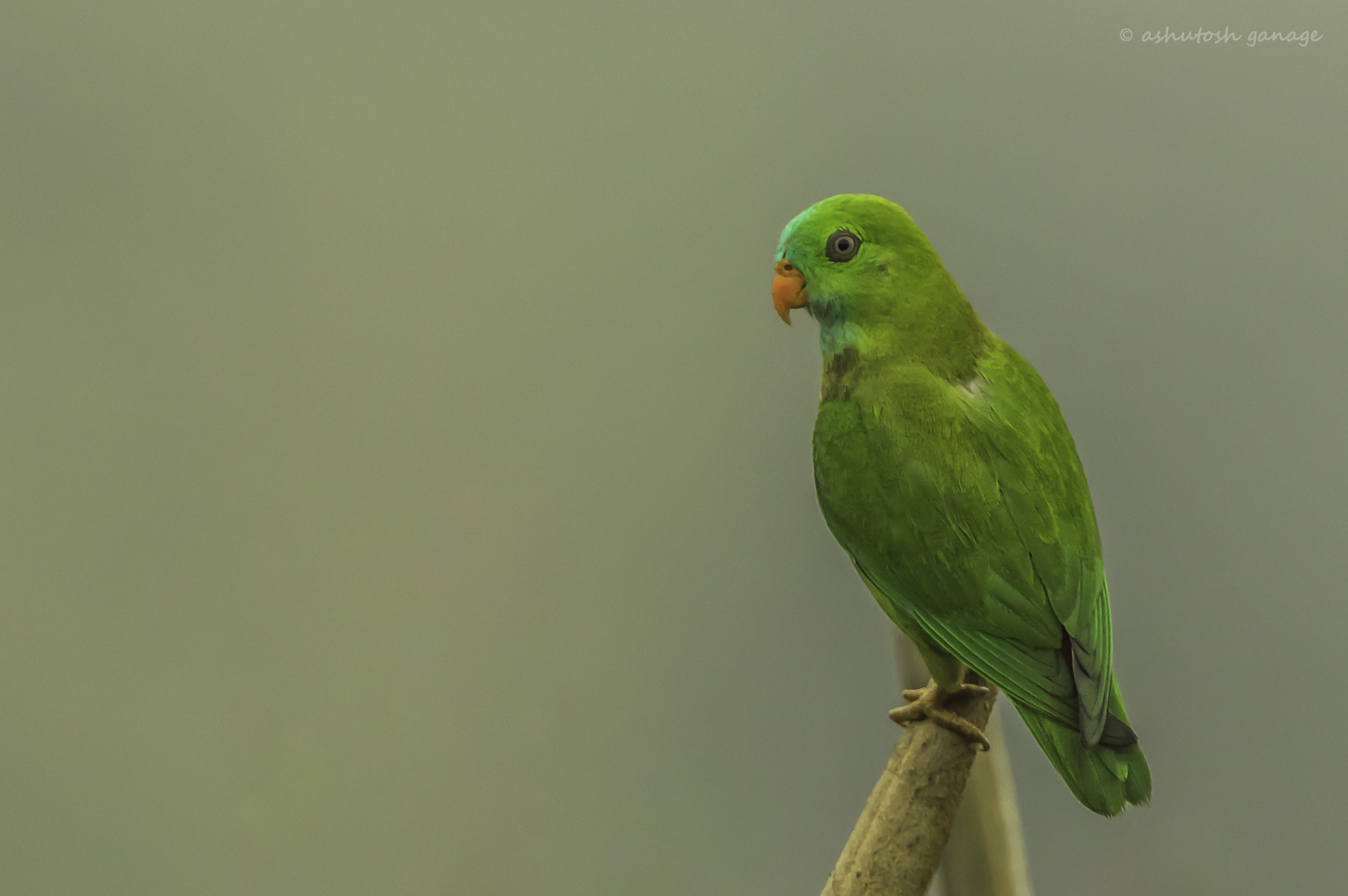 Canon EF 500mm F4L IS II USM sample photo. Vernal hanging parrot photography