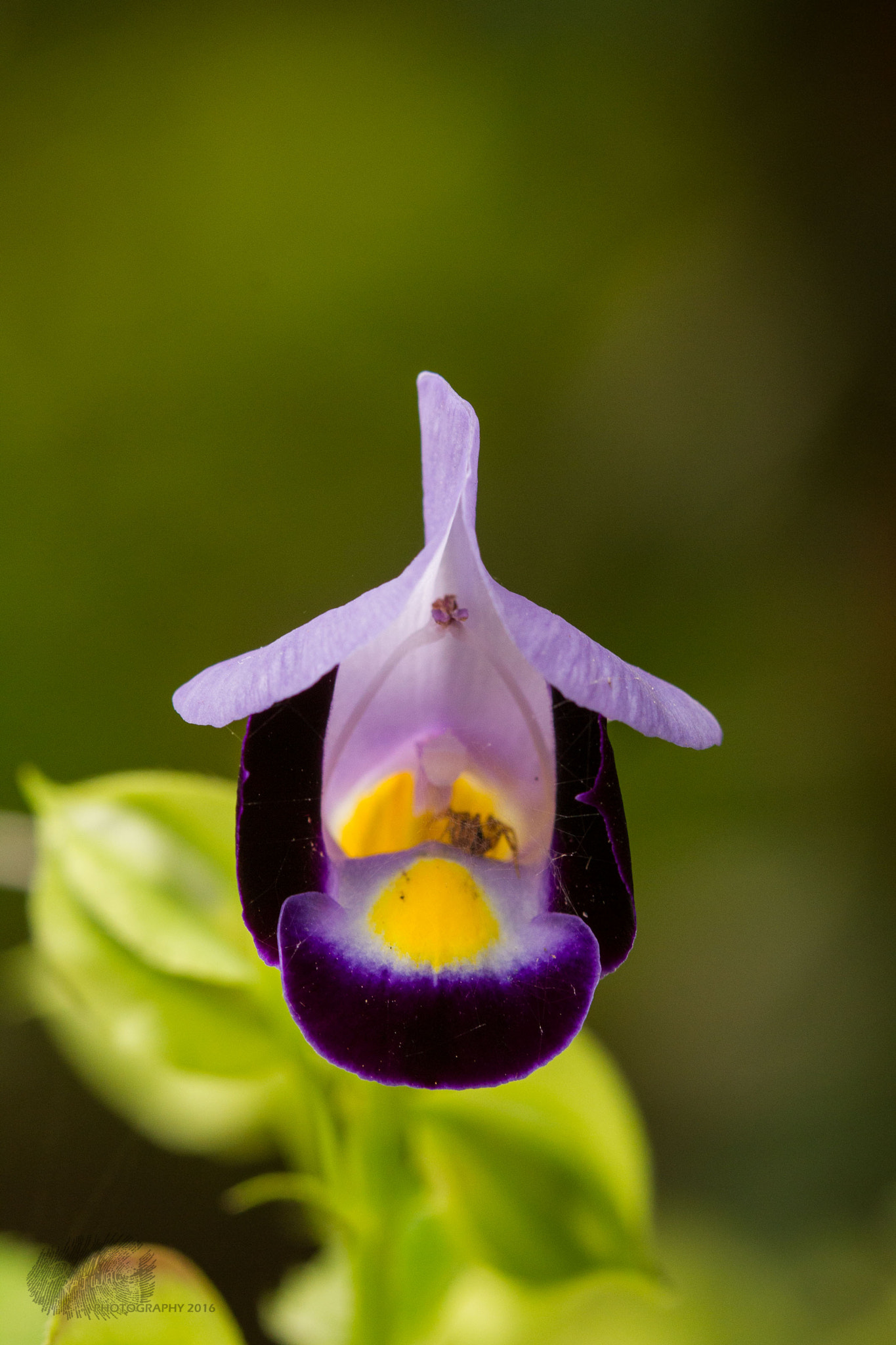 Canon EF 100mm F2.8 Macro USM sample photo. A peaceful abode photography