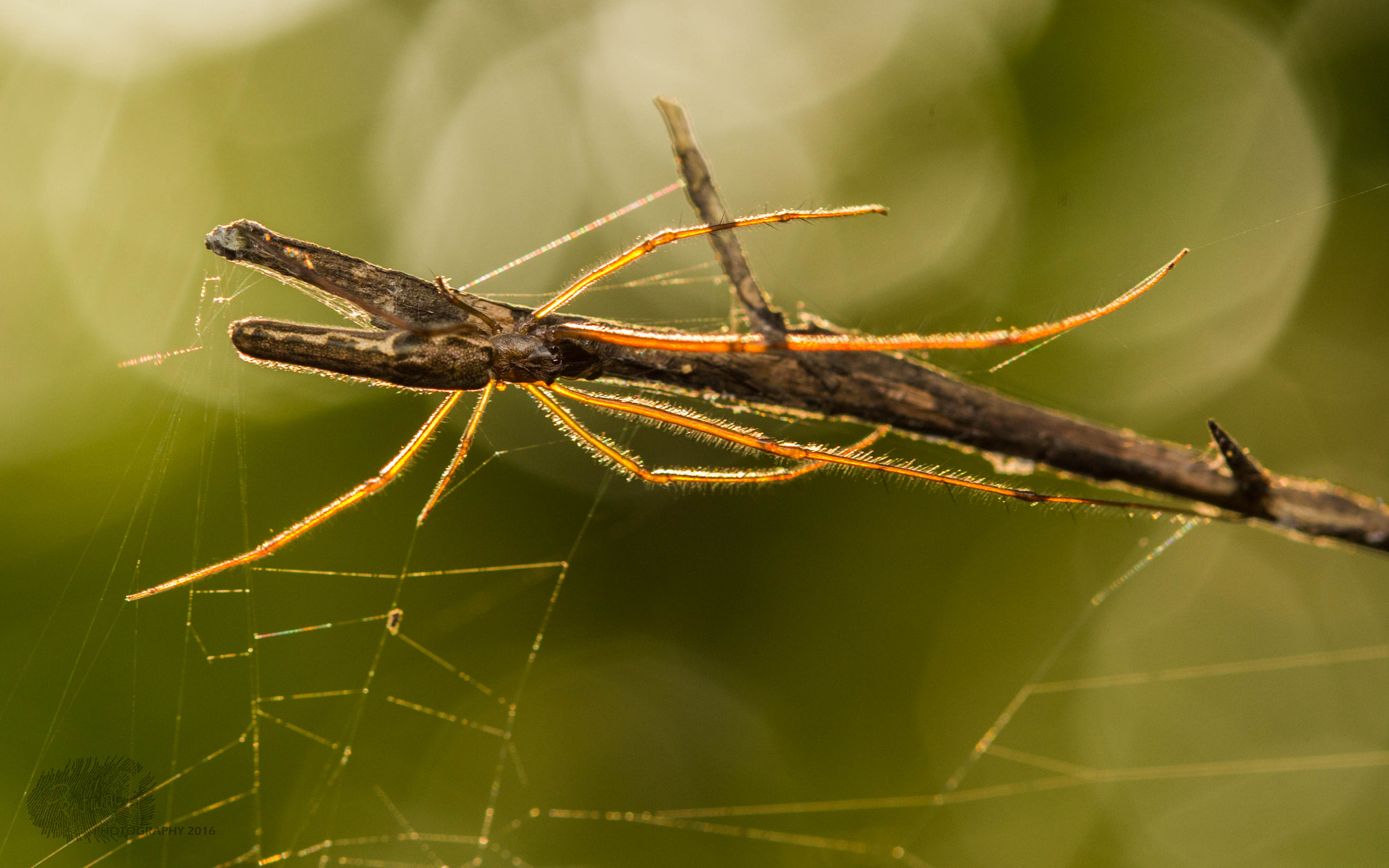 Canon EF 100mm F2.8 Macro USM sample photo. The slinger photography