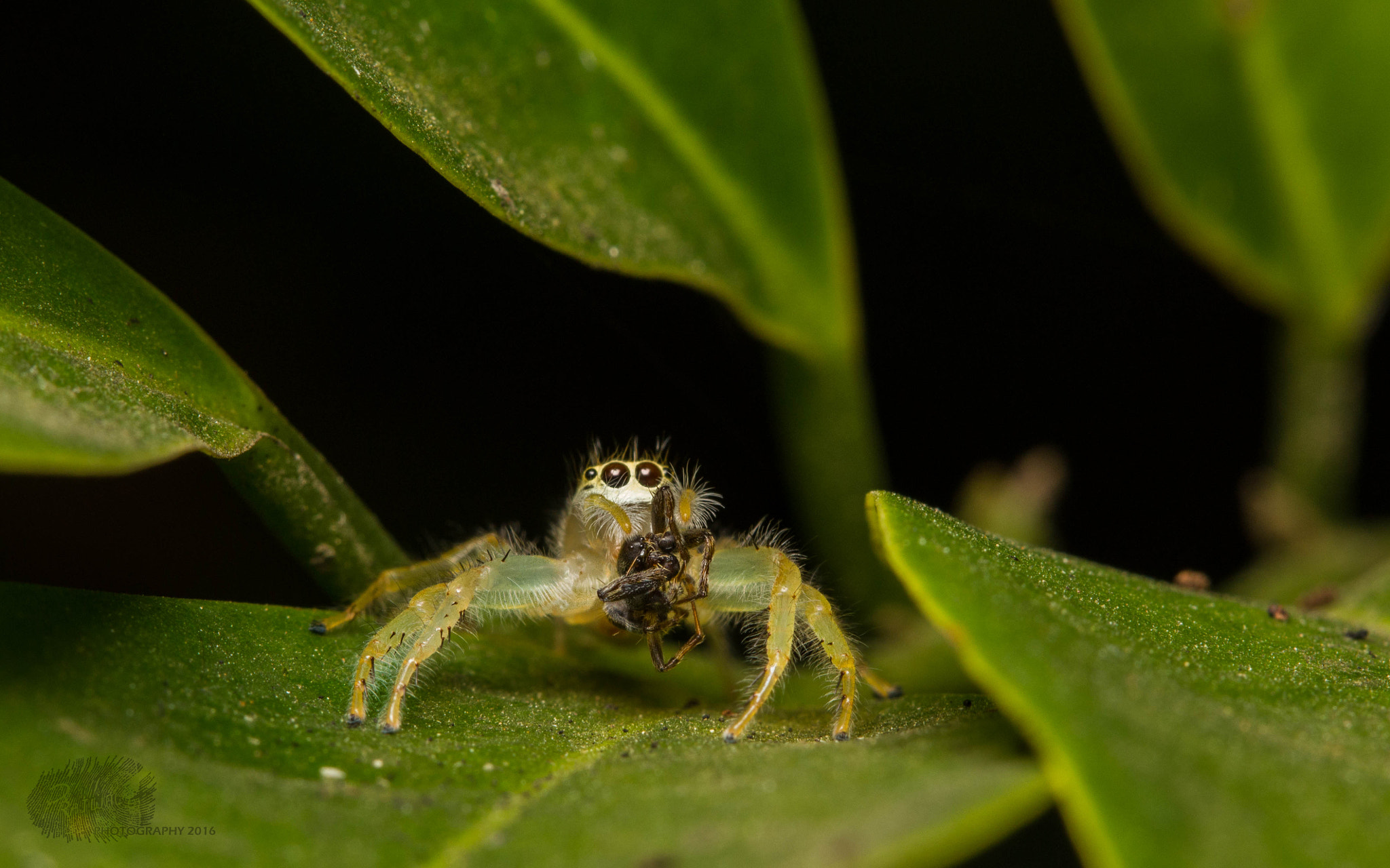 Canon EF 100mm F2.8 Macro USM sample photo. Busy eating photography