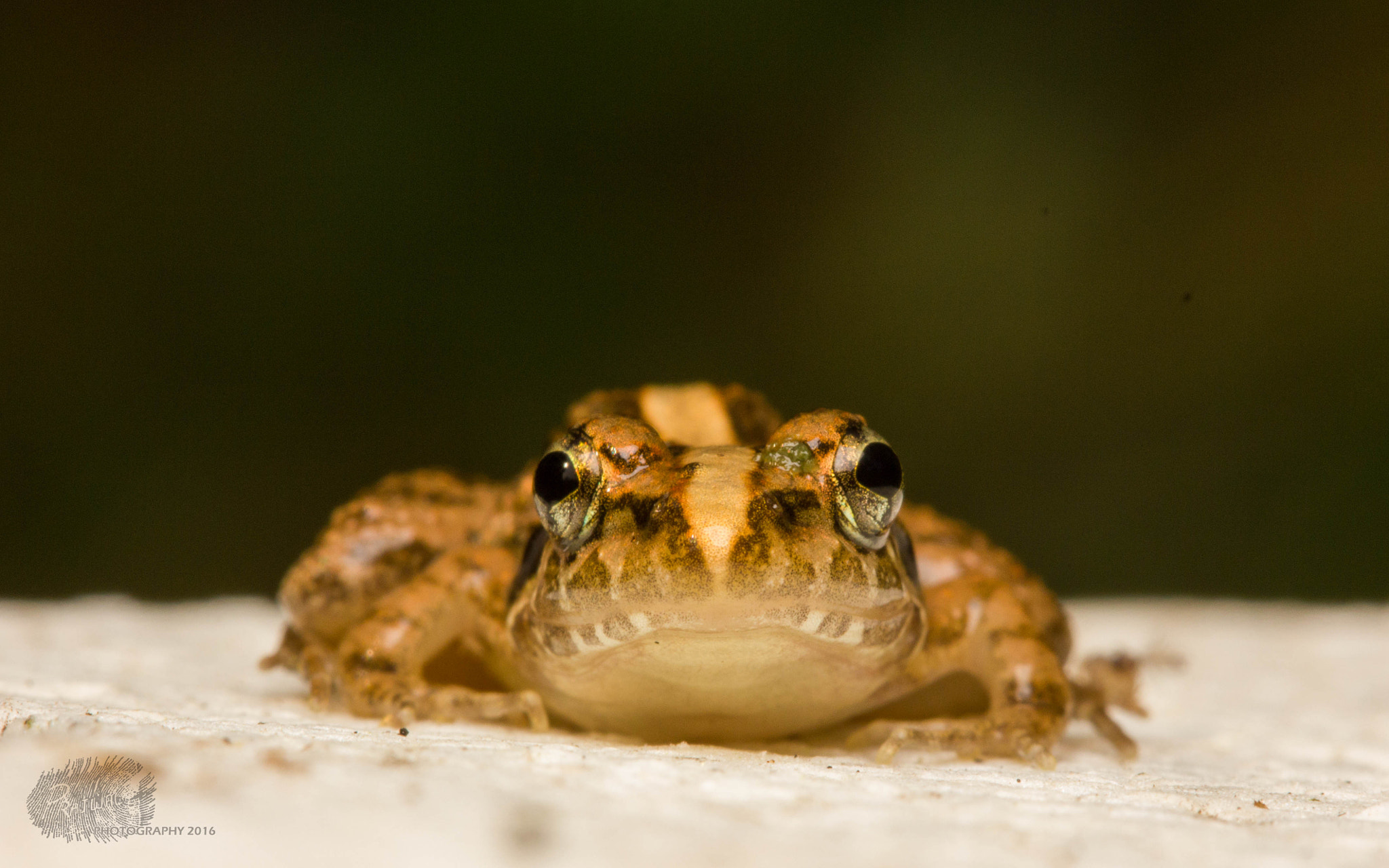Canon EF 100mm F2.8 Macro USM sample photo. Trying to stay flat photography