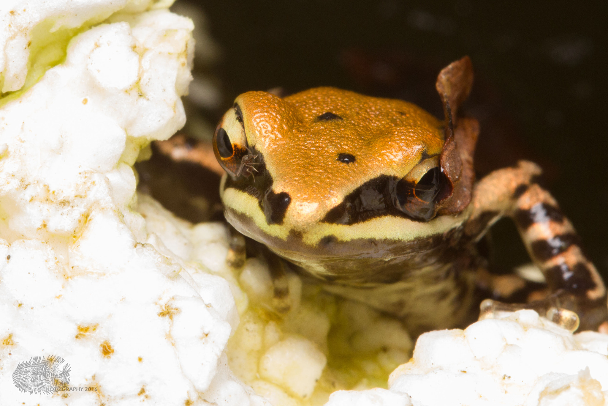 Canon EF 100mm F2.8 Macro USM sample photo. Peeper photography