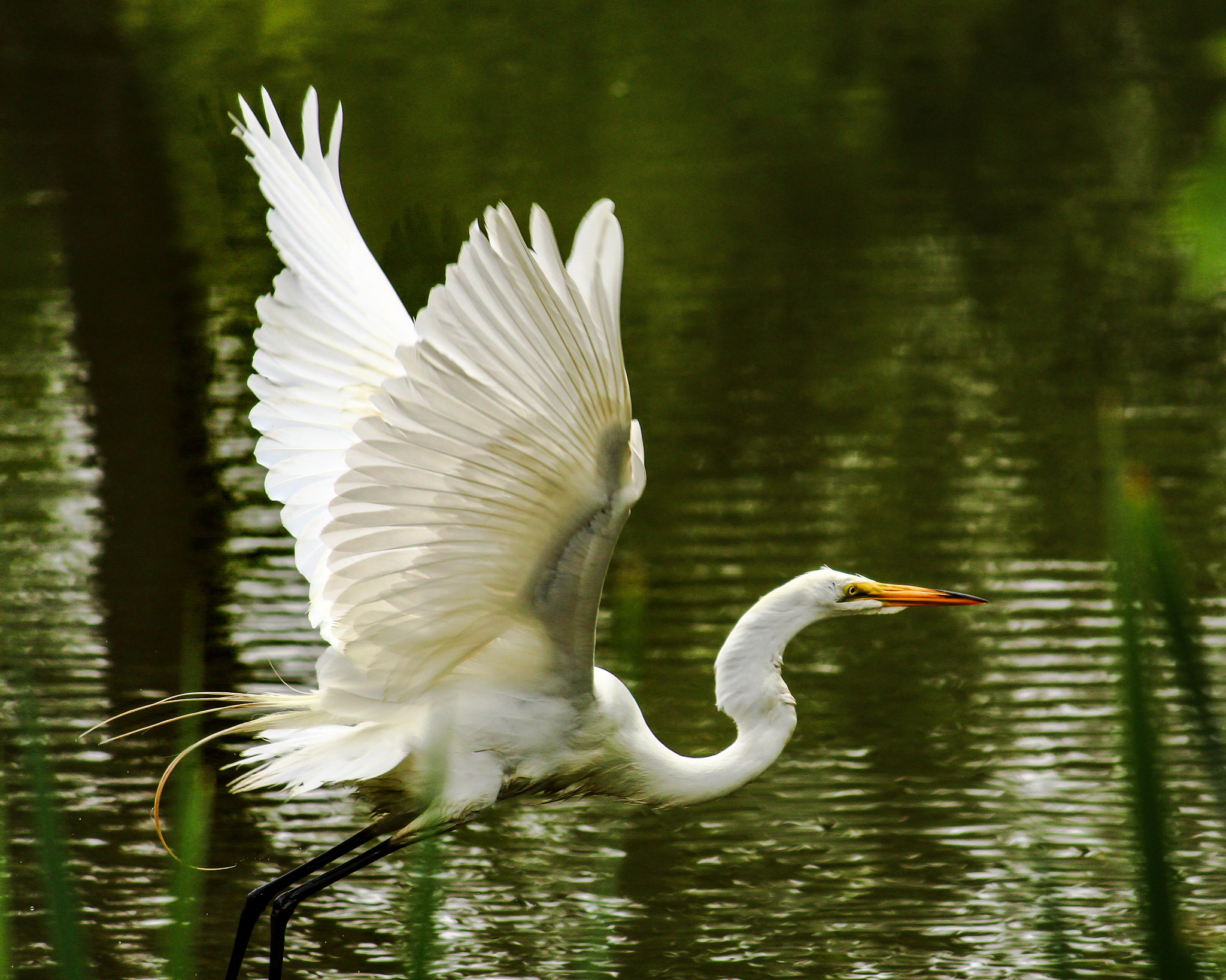 Canon EF-S 55-250mm F4-5.6 IS II sample photo. Egret photography