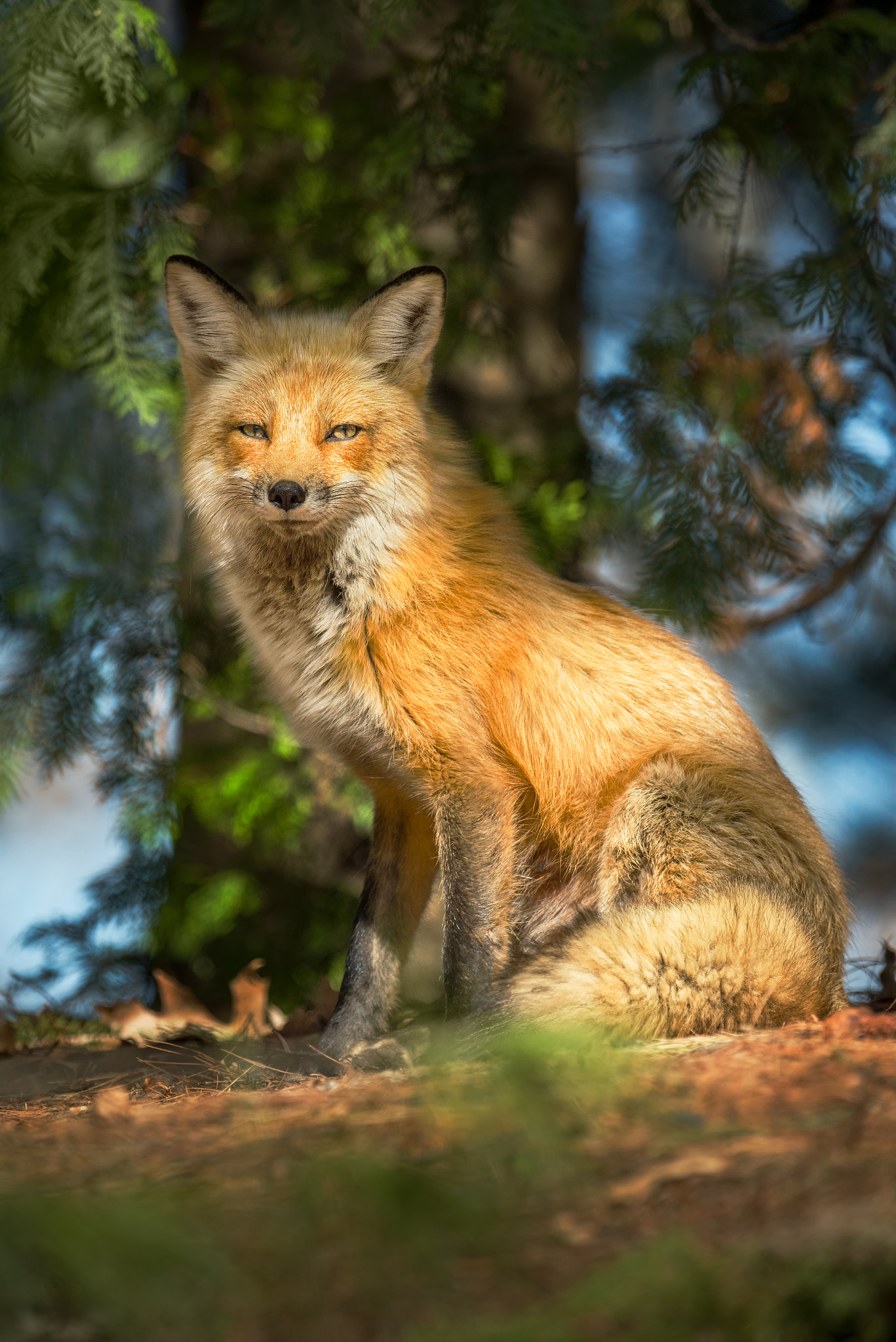 Nikon D750 + Nikon AF-S Nikkor 600mm F4G ED VR sample photo. Fox photography