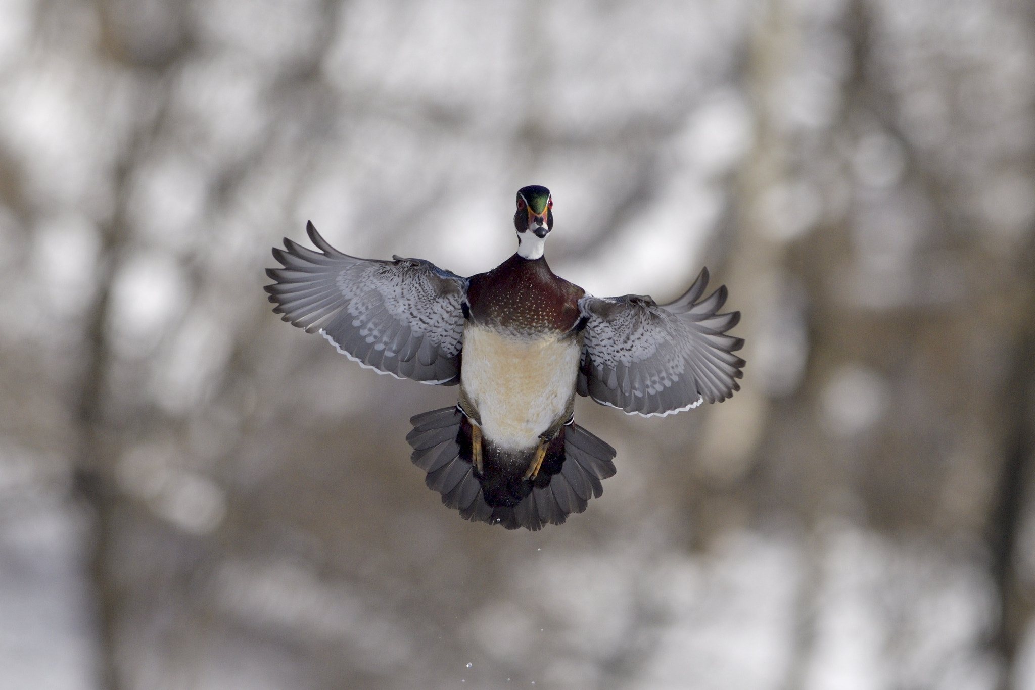 Nikon AF-S Nikkor 300mm F2.8G ED-IF VR sample photo. Frontal wood duck in flight photography