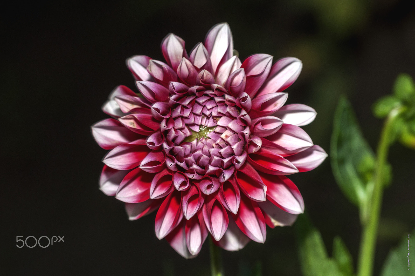 Sigma 105mm F2.8 EX DG OS HSM sample photo. Dahlia photography