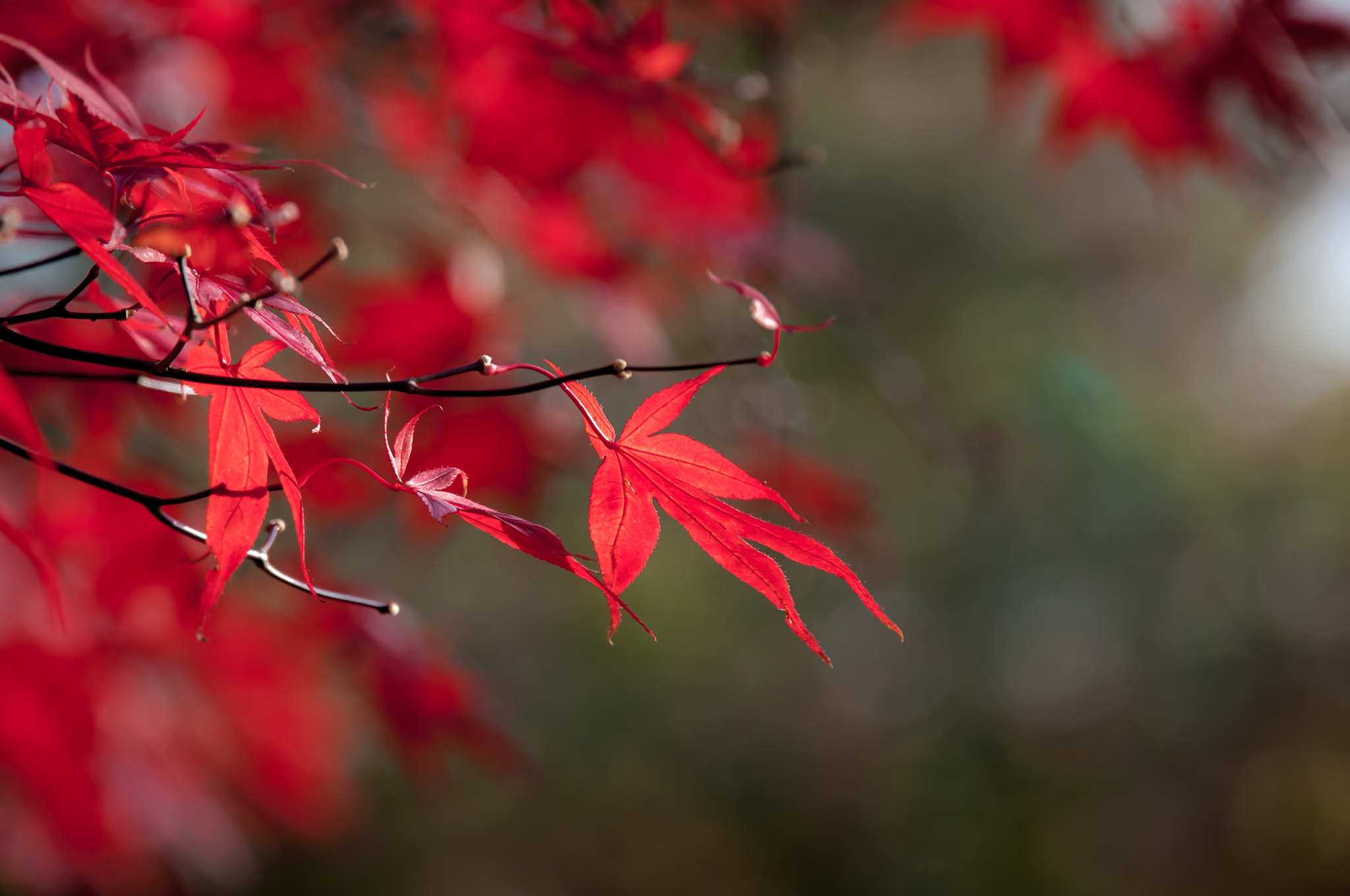 Nikon D300S sample photo. Red leaf photography