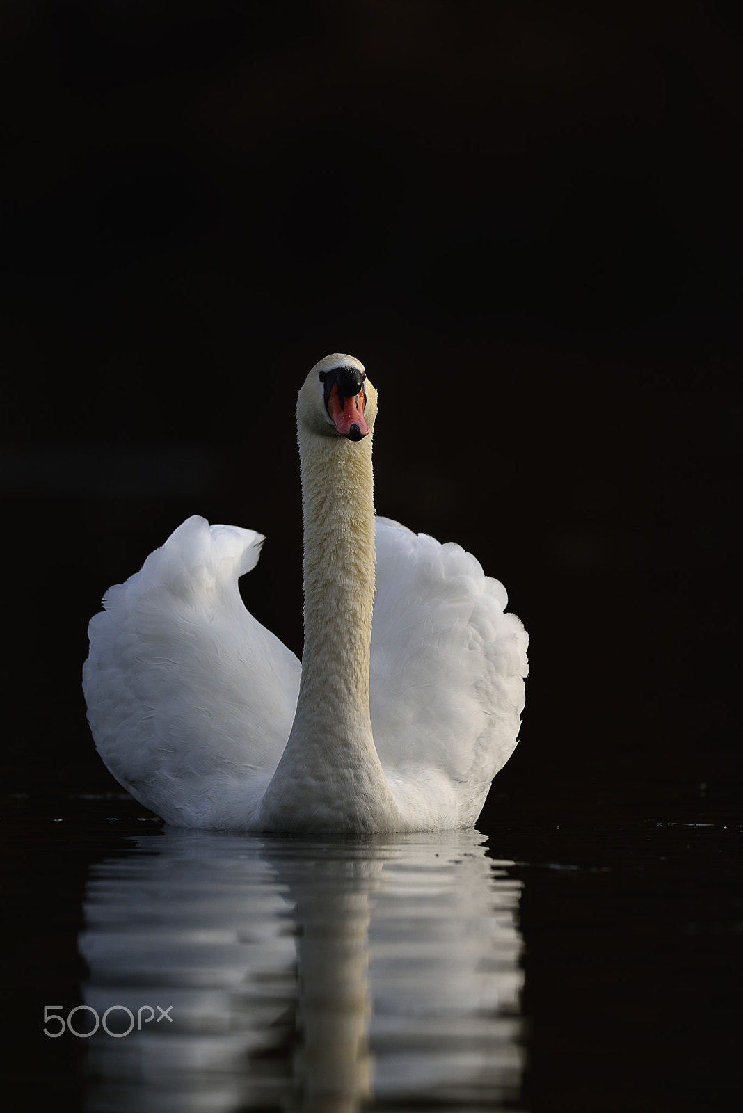 Nikon D600 + Nikon AF-S Nikkor 500mm F4G ED VR sample photo. Low key photography