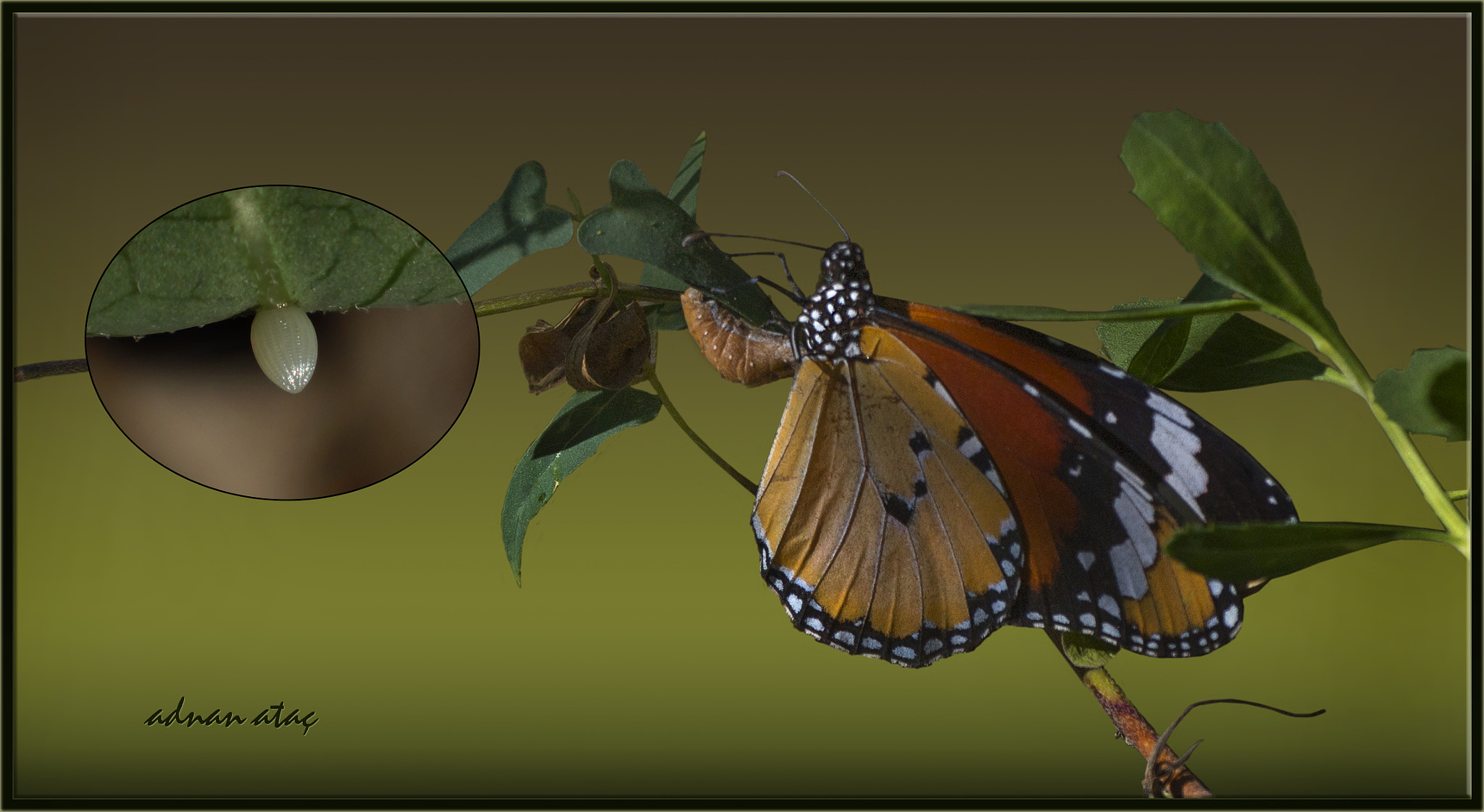 Nikon D5 sample photo. Sultan kelebeği - danaus chrysippus - african queen photography