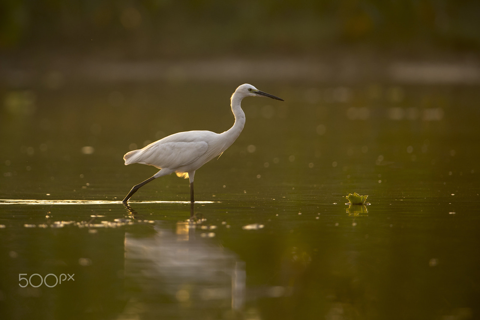 Nikon D5 + Nikon AF-S Nikkor 600mm F4G ED VR sample photo. Egret on morning walk!!! photography