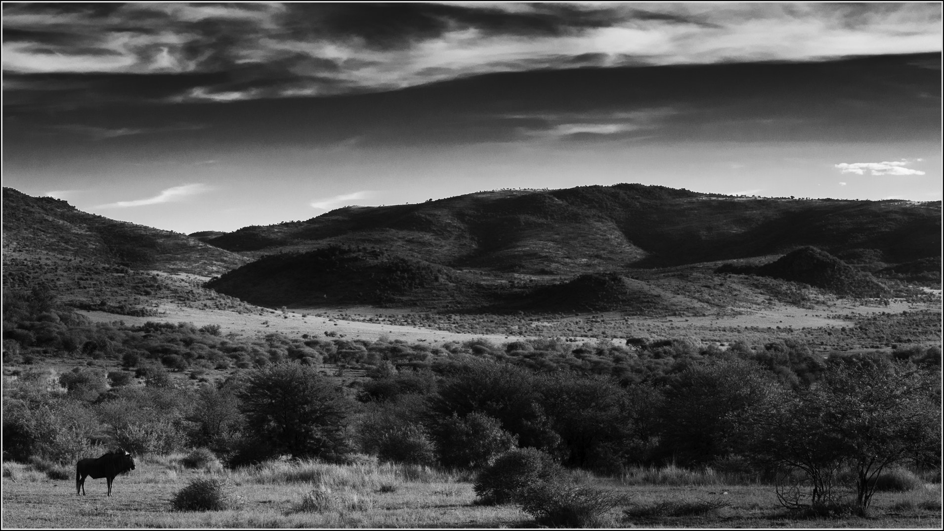 Nikon D300S sample photo. Wildebeest photography